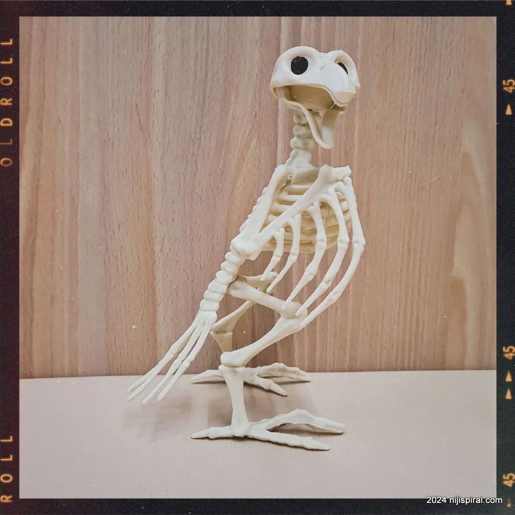 Weekly Photo: Skeleton Bird