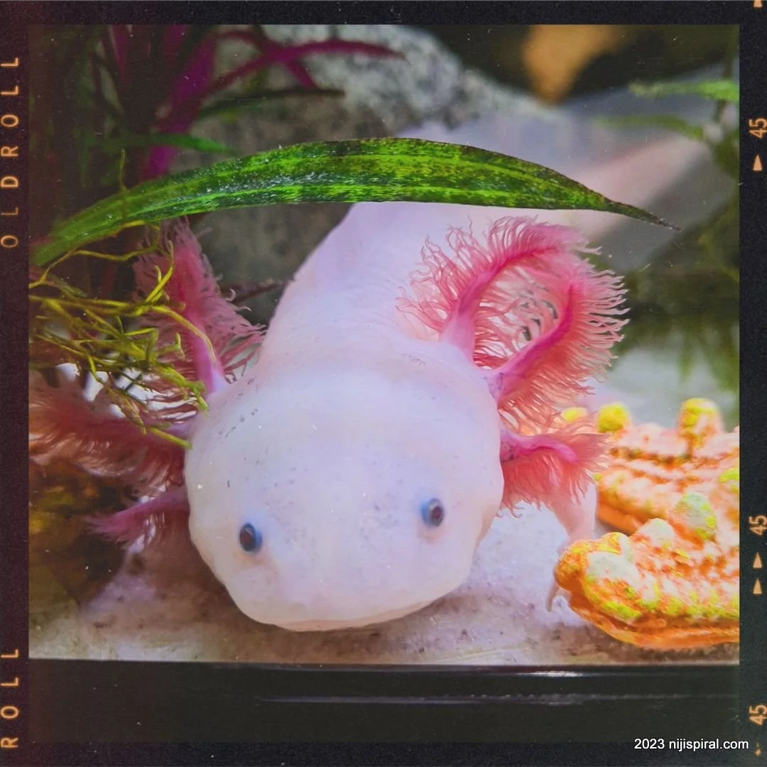 Daily Photo: Axolotl (Mexican Walking Fish) — Niji Spiral