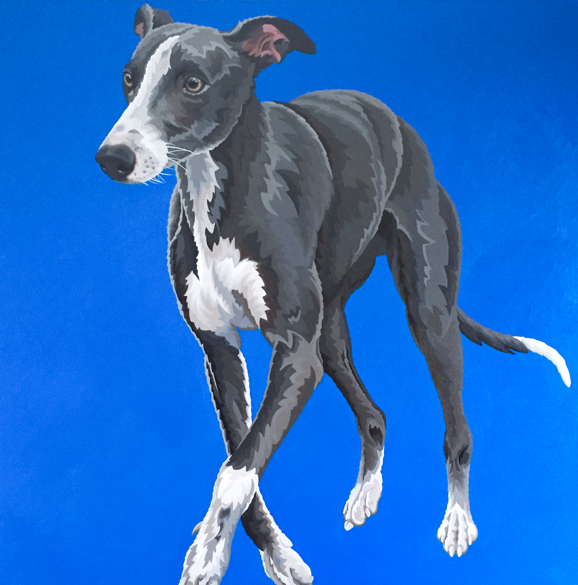 Blue Whippet 2