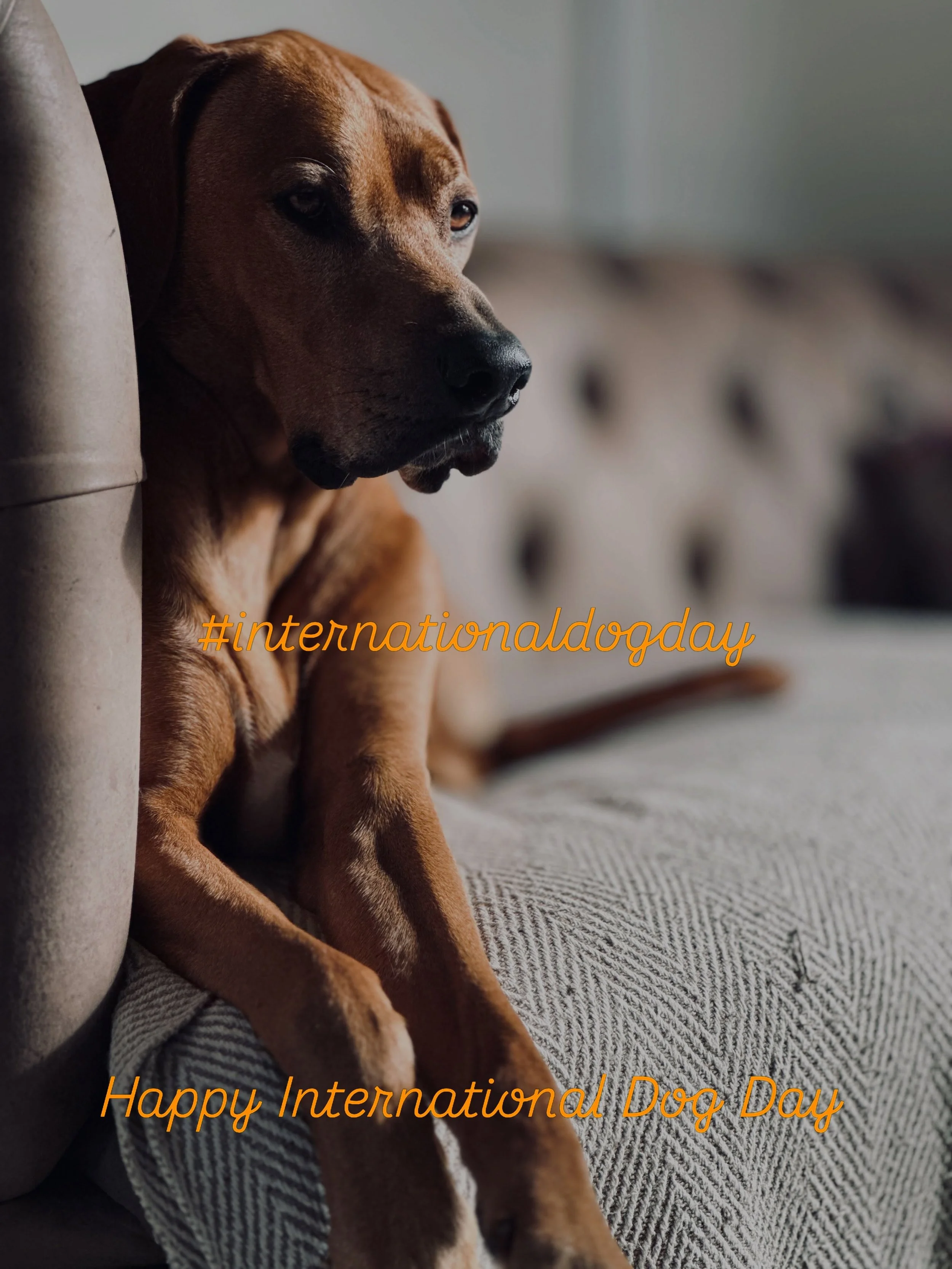 That time of year again when we celebrate and acknowledge our furry canine friends and thank them for their wonderful companionship ❤️

#internationaldogday #dog #ridgeback #heart