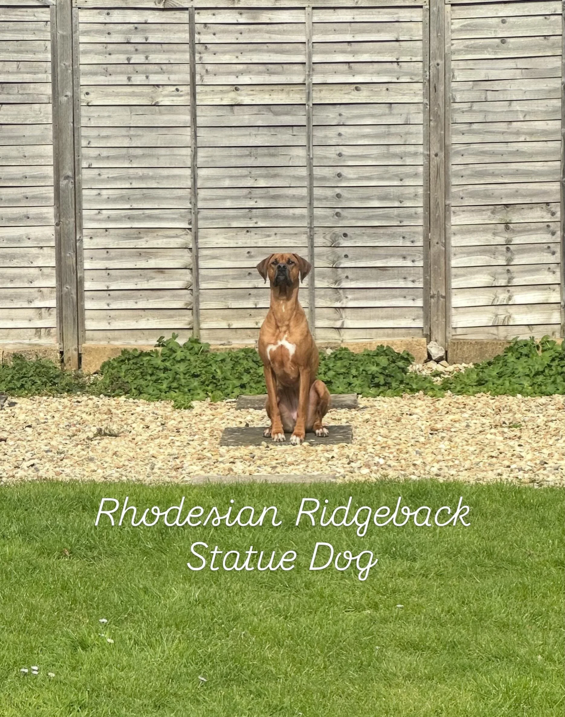 We have an actual real life statue dog on a plinth

#ridgeback #dog #puppy #statuedog