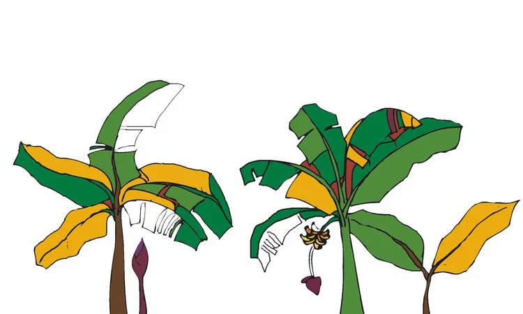 trees+3.jpg