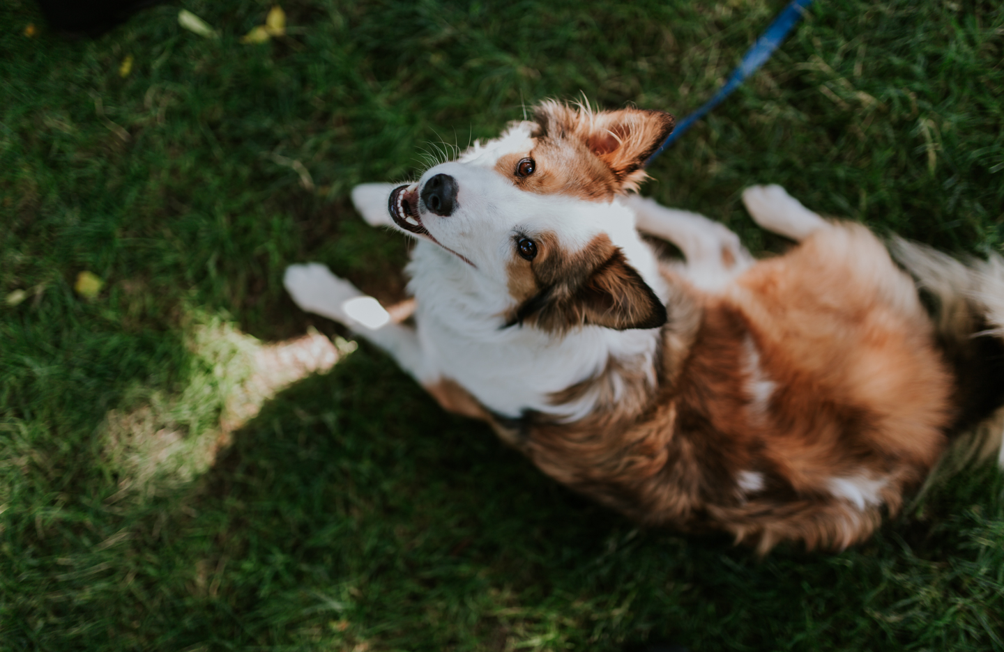 lola-grace-photography-dog-intimate-wedding-4.jpg