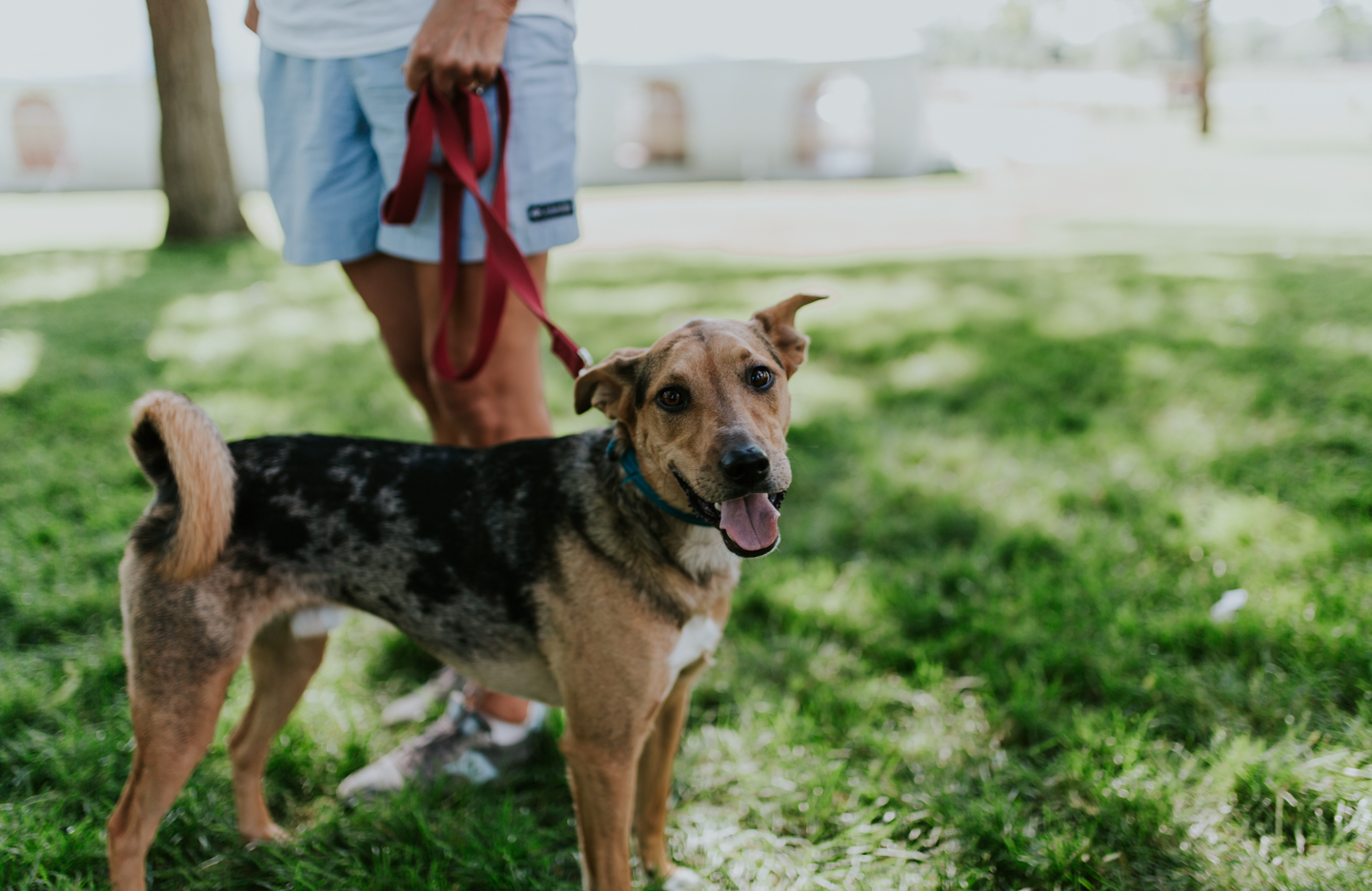 lola-grace-photography-dog-intimate-wedding-5.jpg