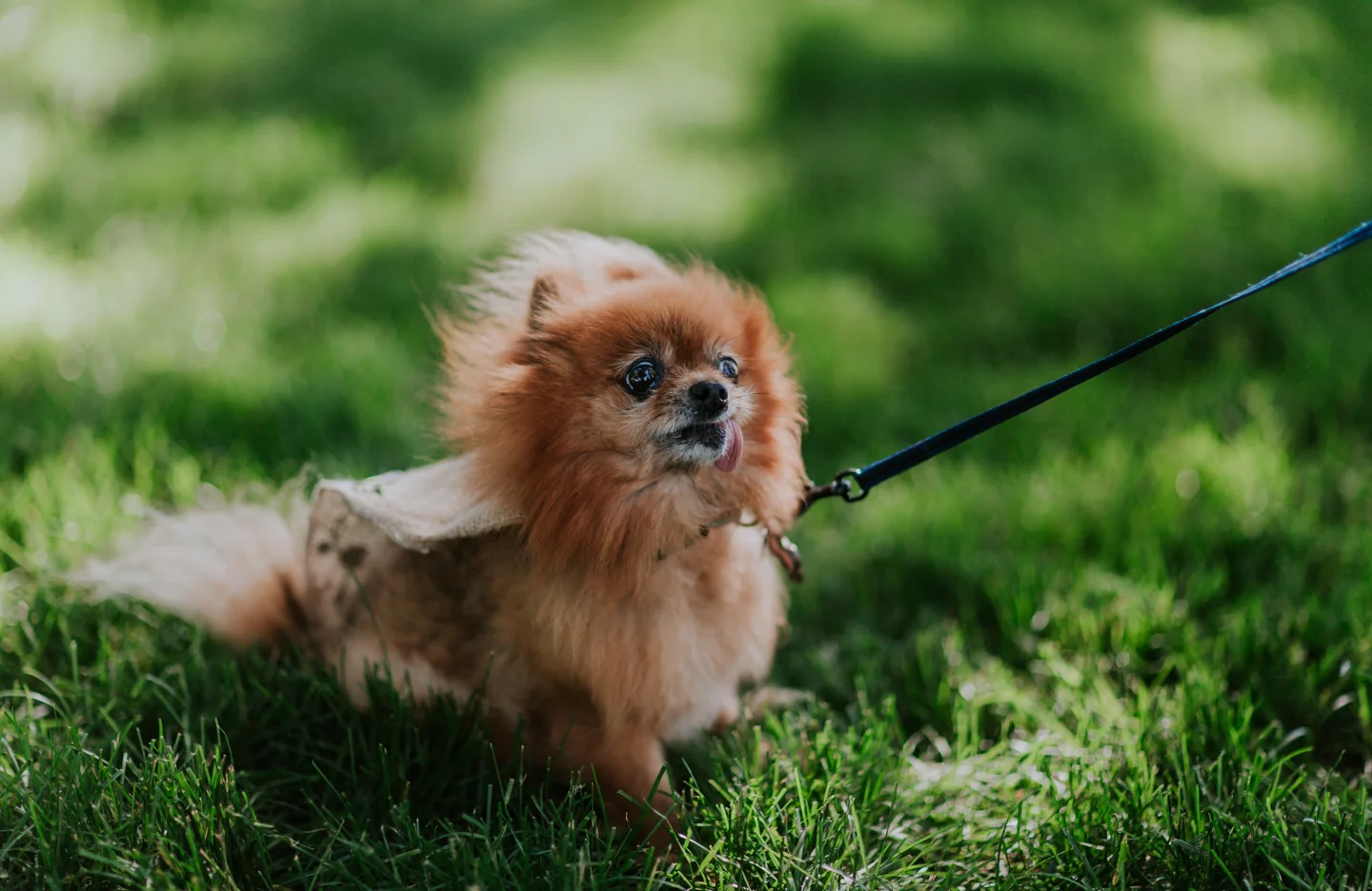 lola-grace-photography-dog-intimate-wedding-8.jpg