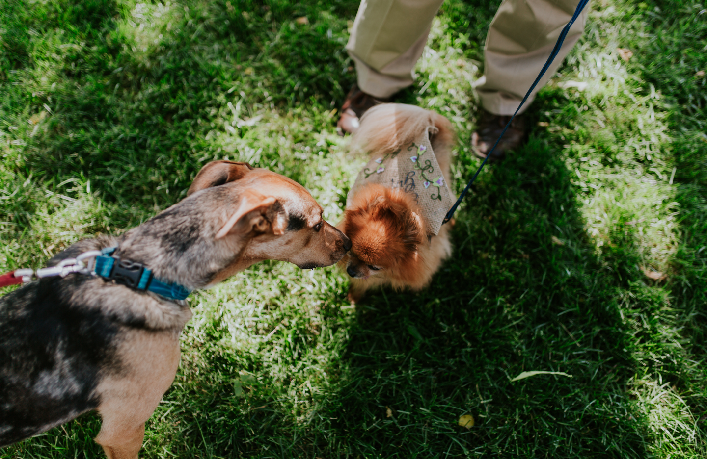 lola-grace-photography-dog-intimate-wedding-7.jpg