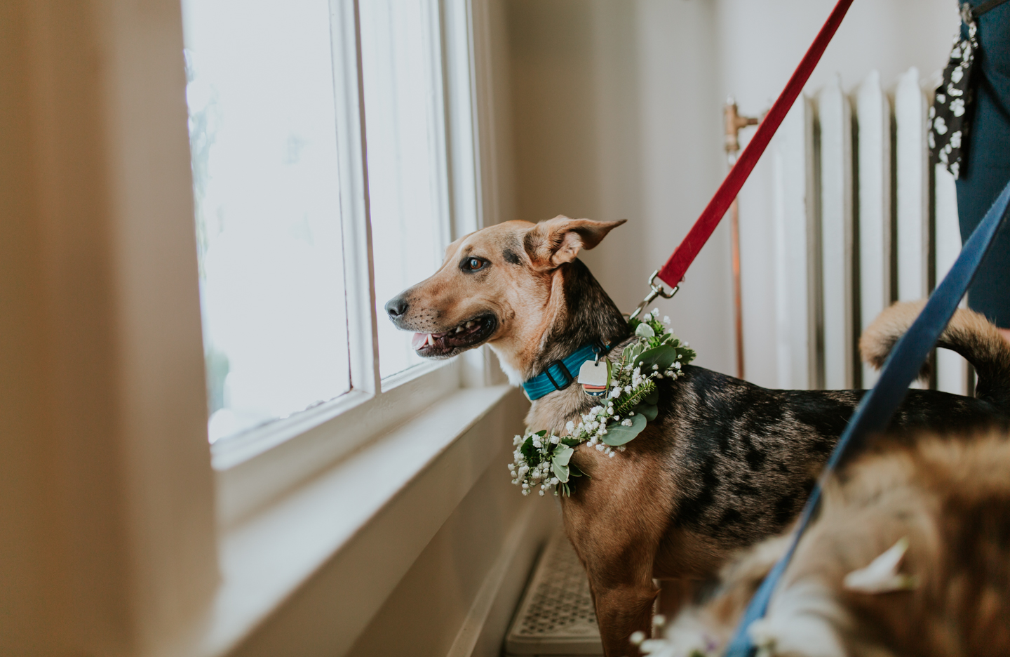 lola-grace-photography-dog-intimate-wedding-9.jpg