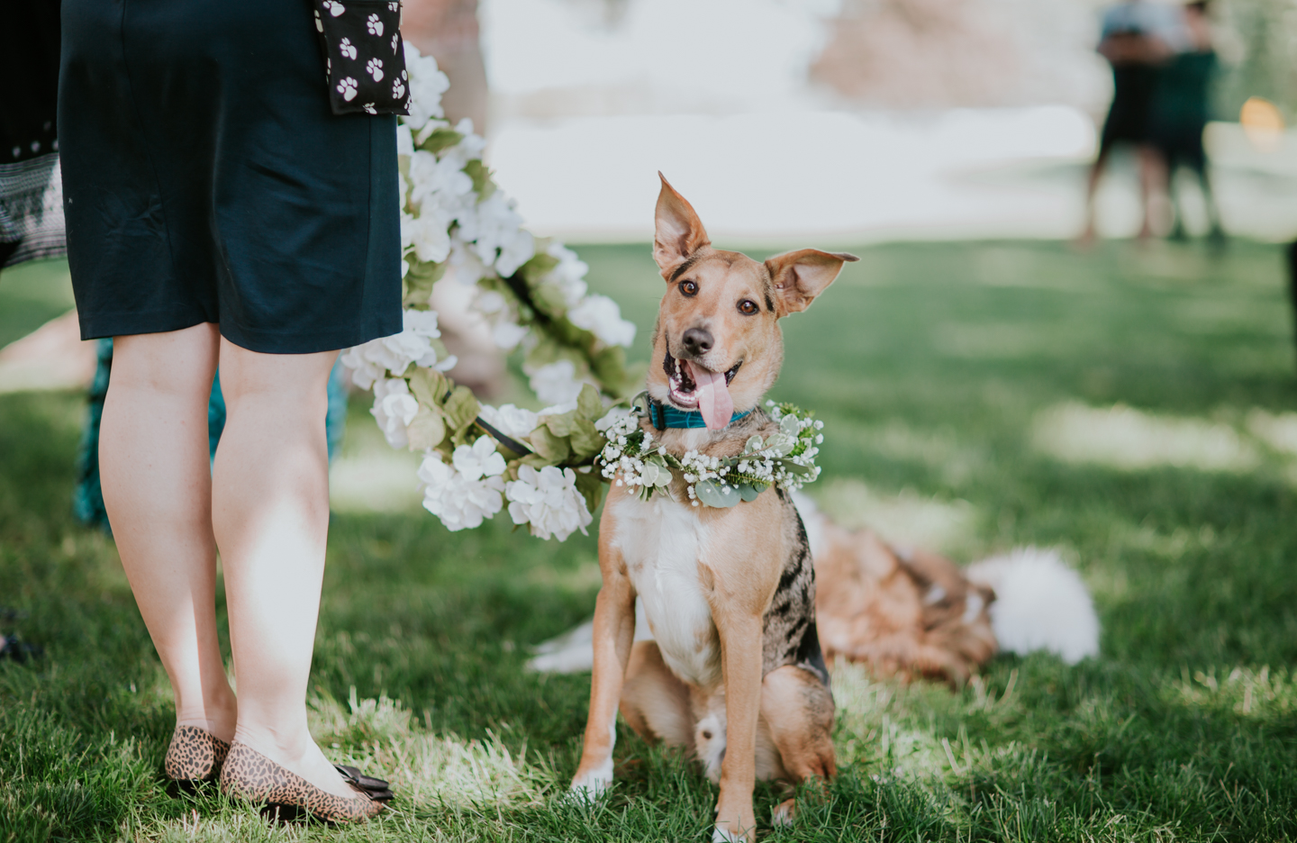 lola-grace-photography-dog-intimate-wedding-14.jpg