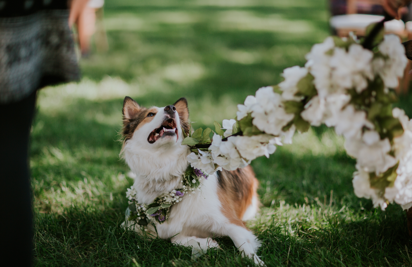 lola-grace-photography-dog-intimate-wedding-15.jpg