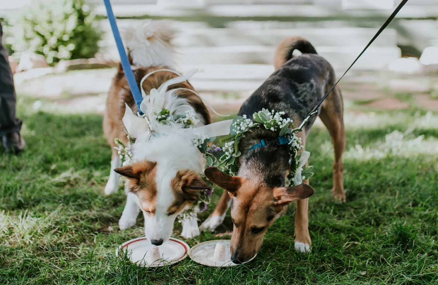 lola-grace-photography-dog-intimate-wedding-17.jpg