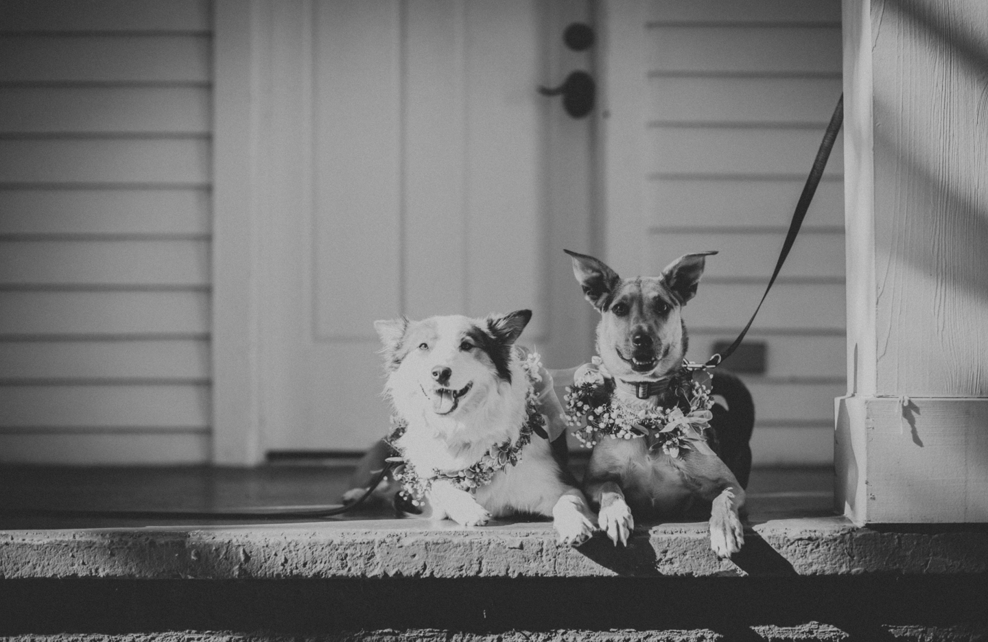 lola-grace-photography-dog-intimate-wedding-19.jpg