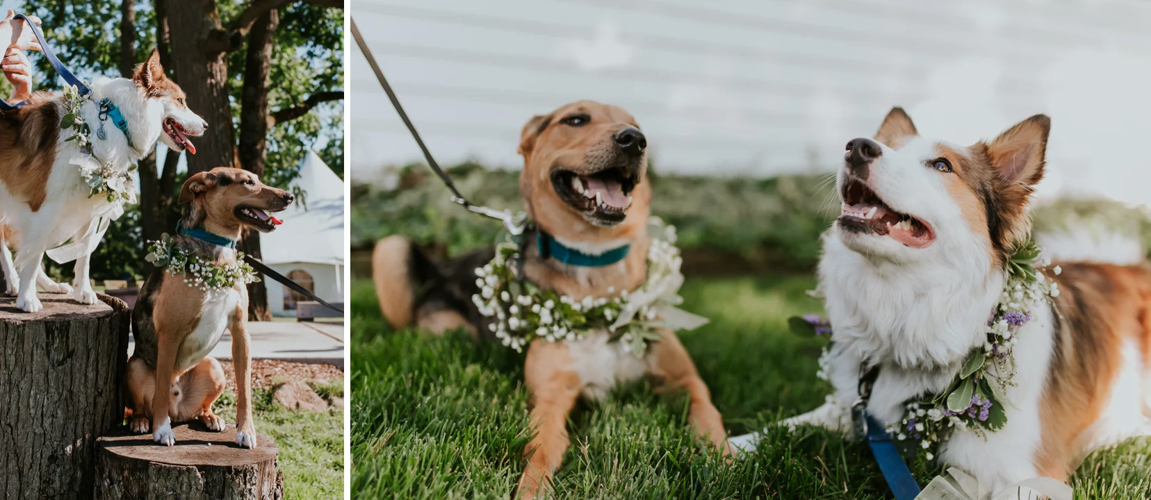 lola-grace-photography-dog-intimate-wedding-22.jpg