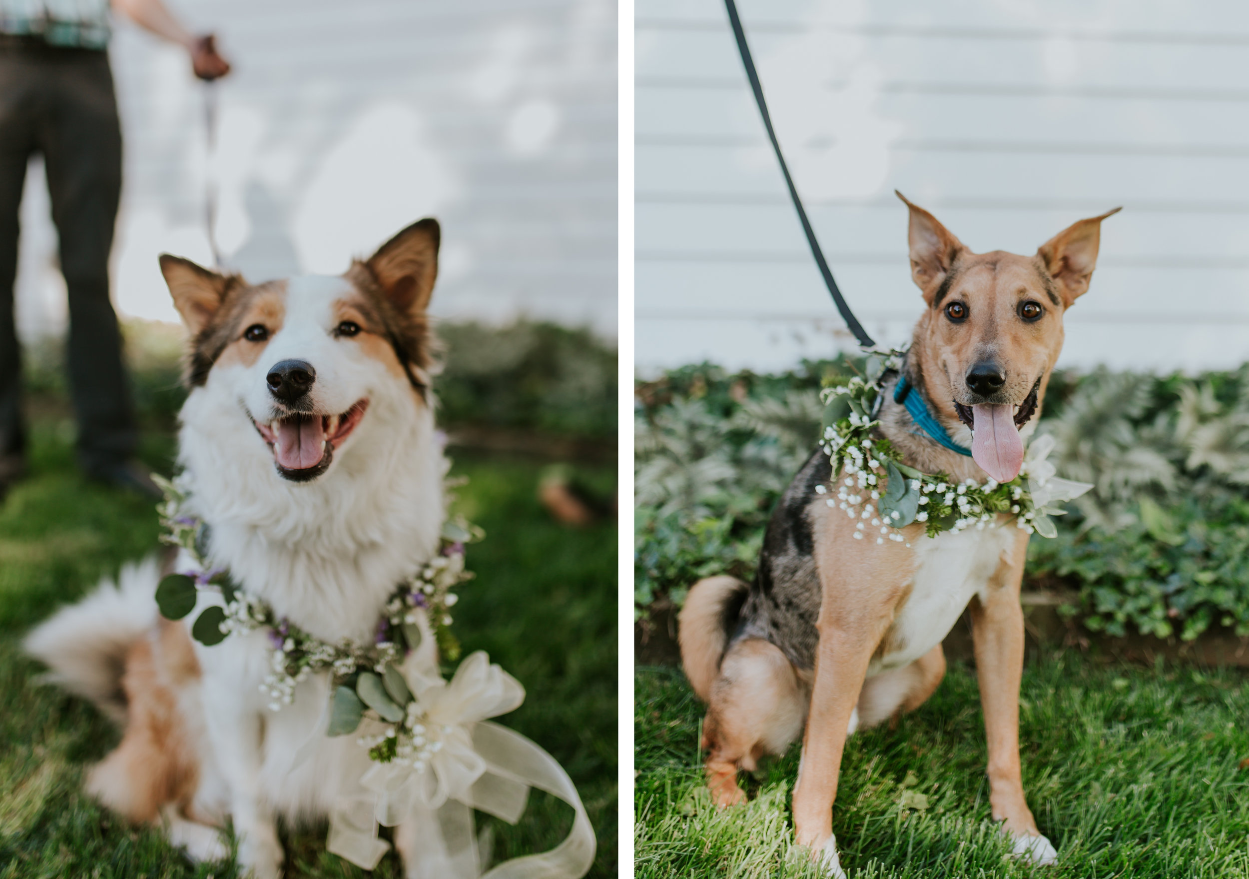 lola-grace-photography-dog-intimate-wedding-21.jpg