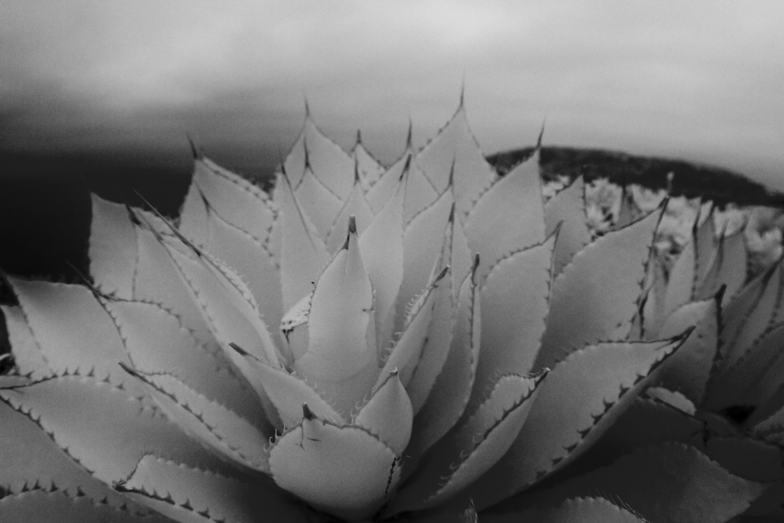 CRW_9032.jpeg