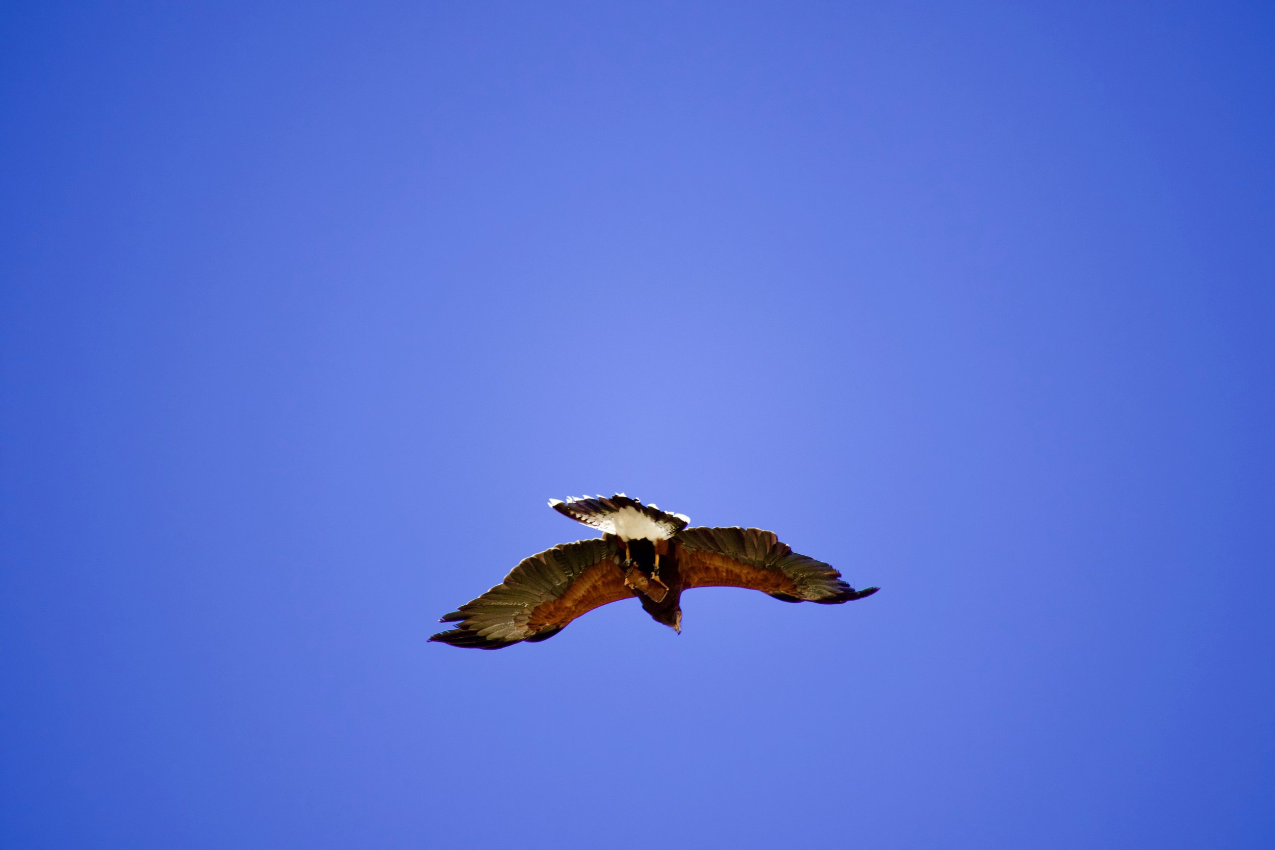 IMG_1252.jpeg