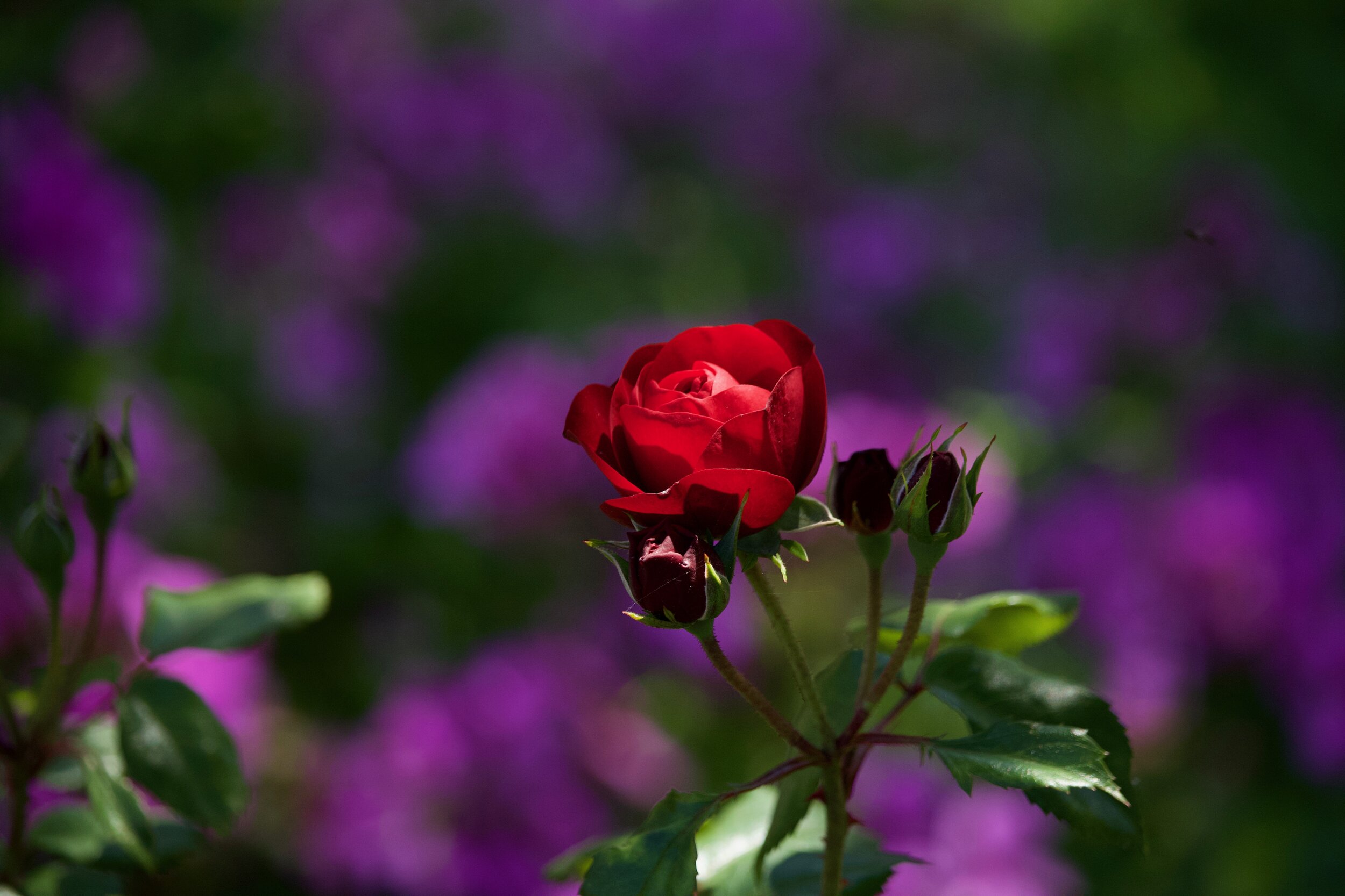 IMG_2503.jpeg