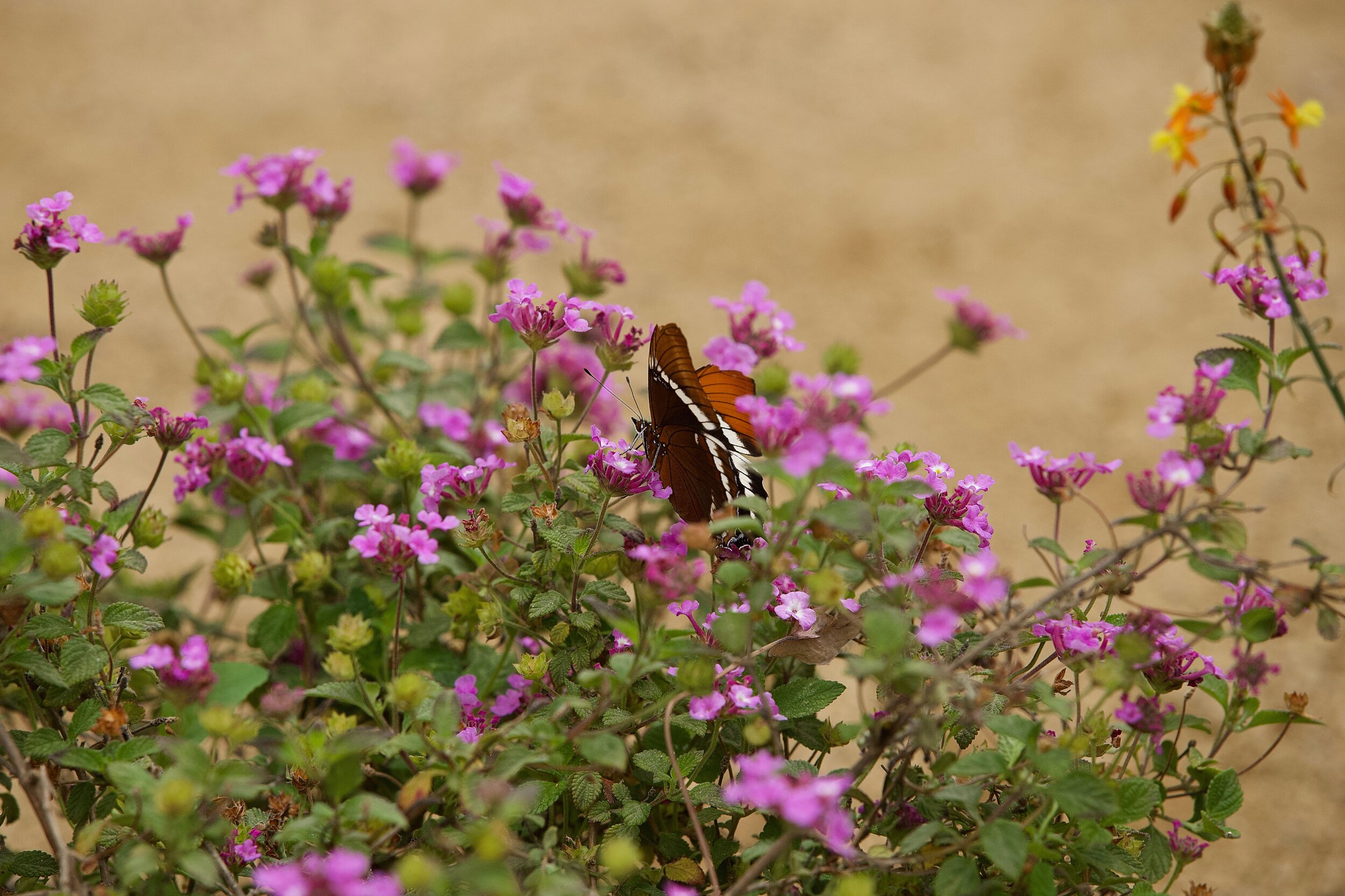 IMG_0017.jpeg