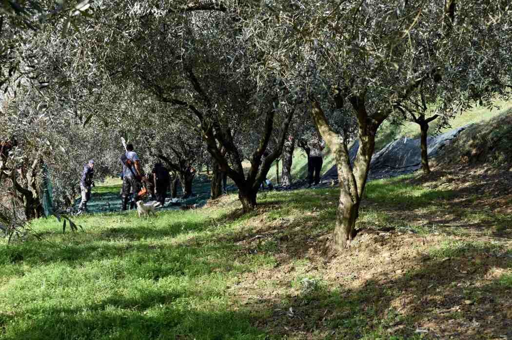 oliveharvest2.jpg