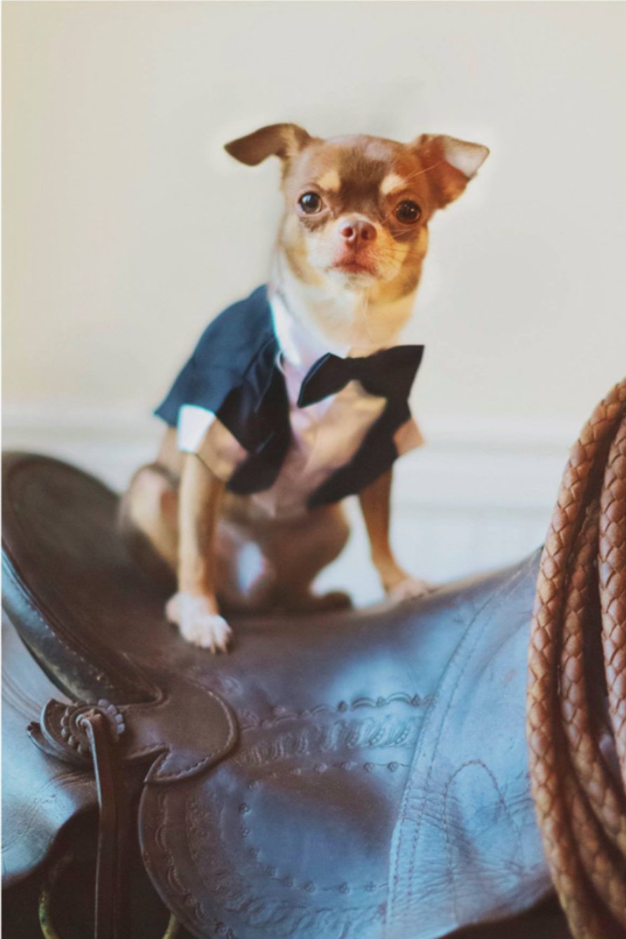 machete chihuahua.jpg