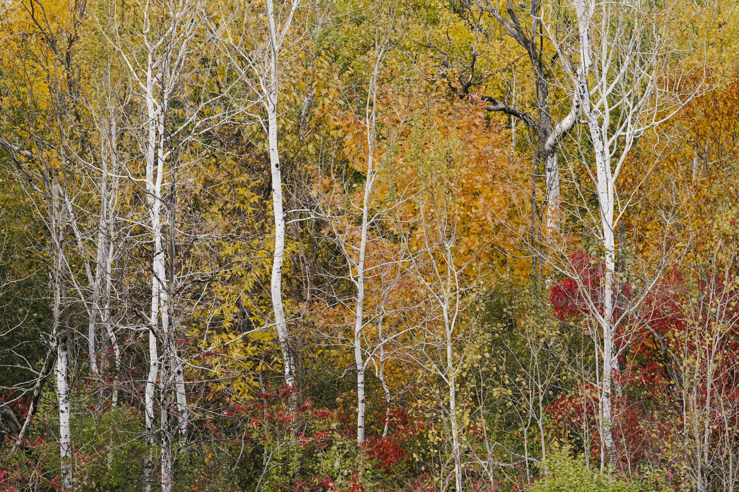 Autumn forest with white-barked trees and colorful fall foliage in shades of yellow, orange, red, and green.