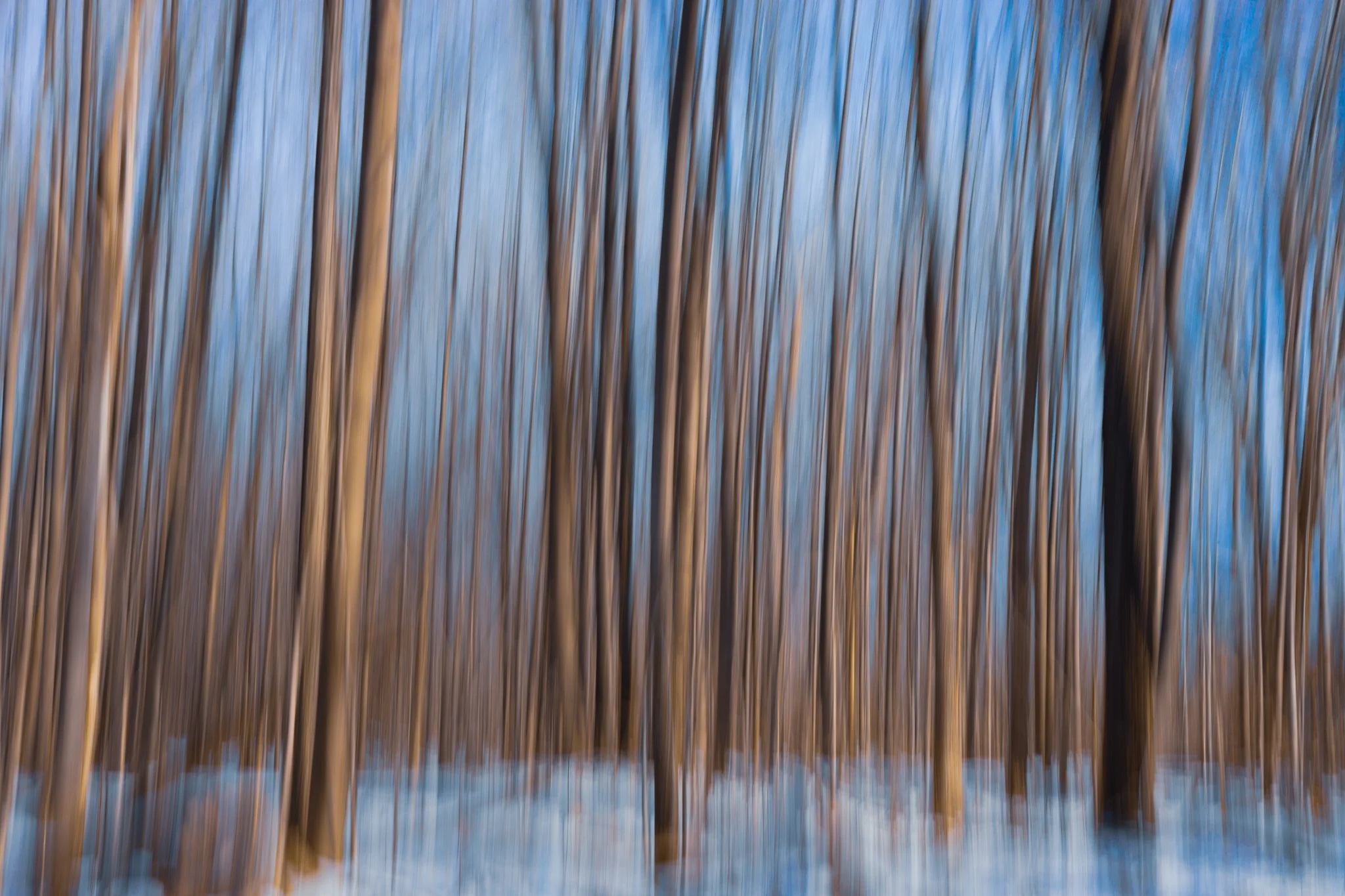 Blurred image of tall, thin trees in a winter landscape with snow on the ground and blue sky in the background.