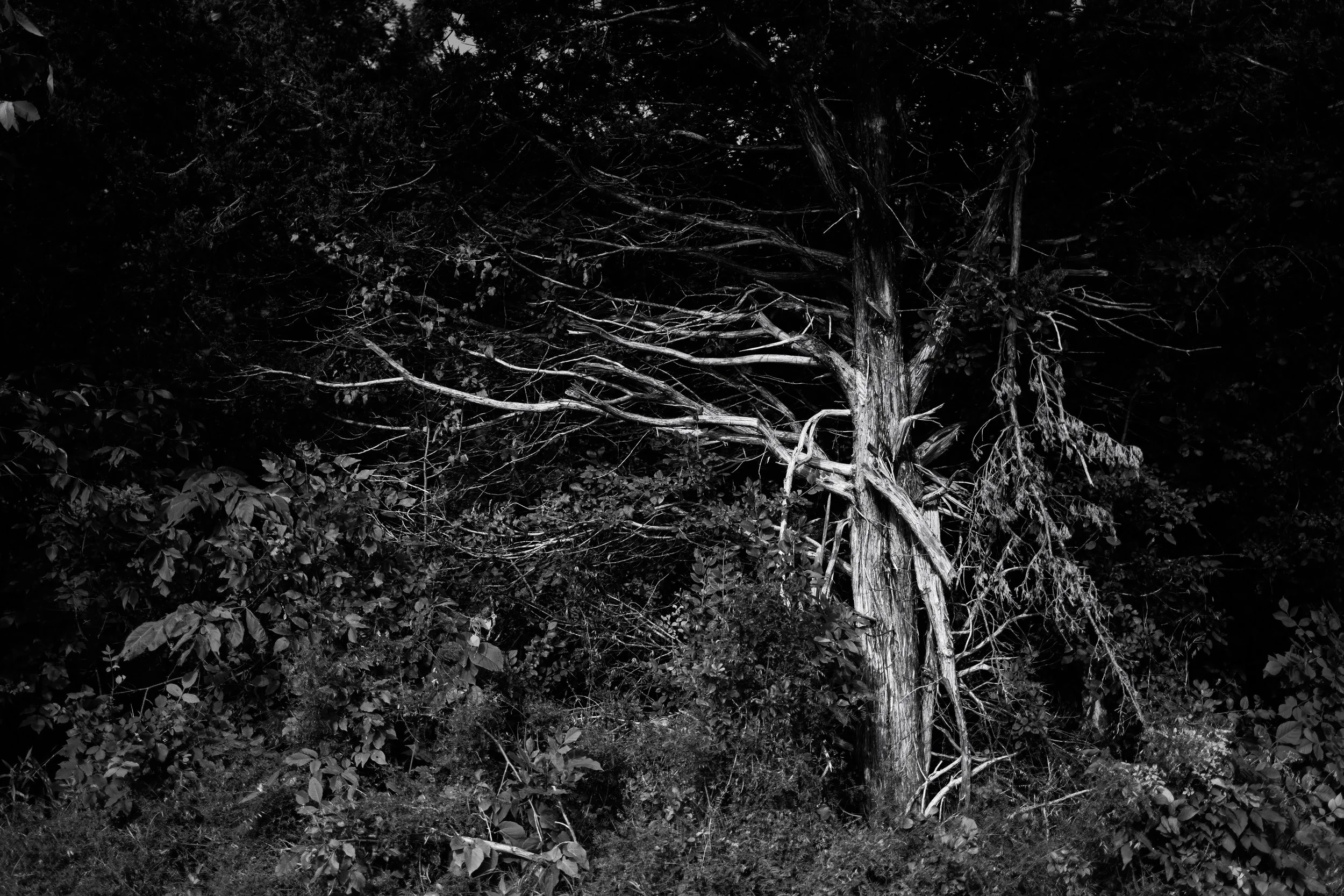 A fallen tree with broken branches leaning against a standing tree, surrounded by dense foliage in a forest.