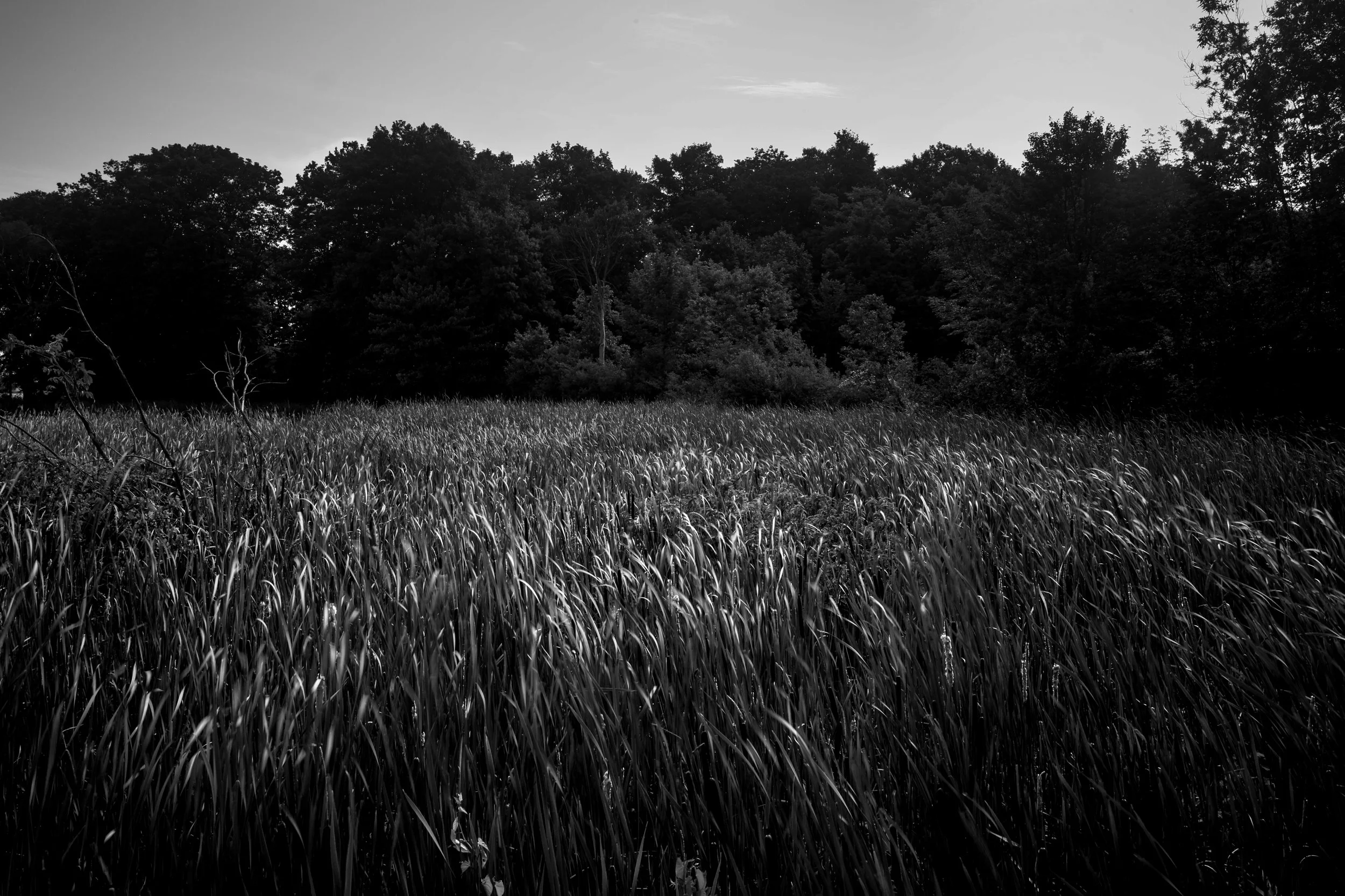 A black and white photograph of a landscape with tall grass in the foreground, a line of dense trees in the middle ground, and a partly cloudy sky in the background.