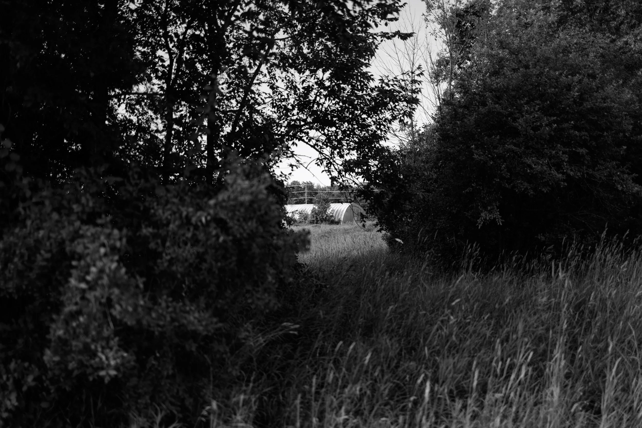 A black and white photograph of a rural landscape with trees and a greenhouse in the background, surrounded by tall grass.