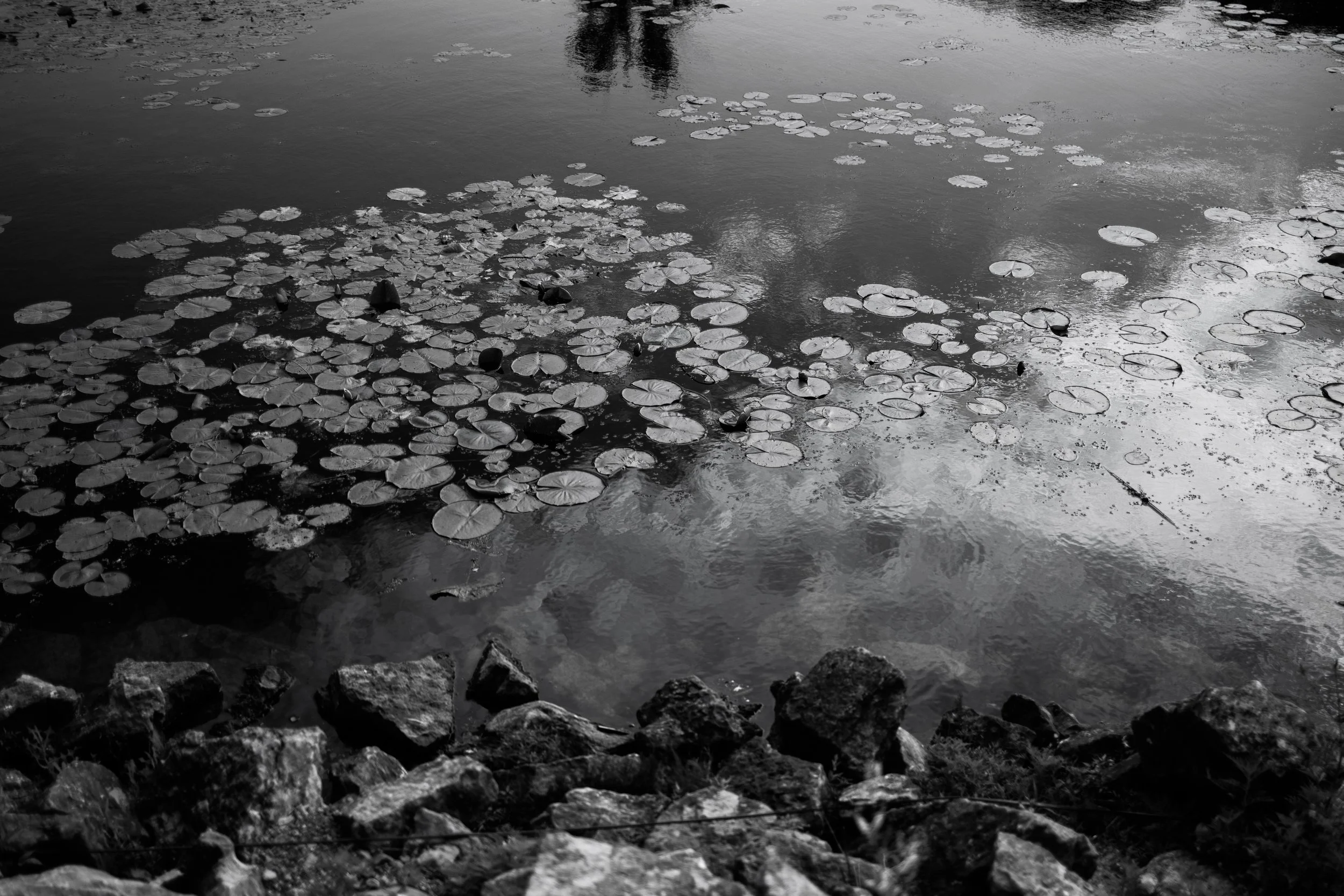 A black and white photograph of a pond with lily pads on the surface, surrounded by rocks along the edge. The pond reflects the sky and some trees.