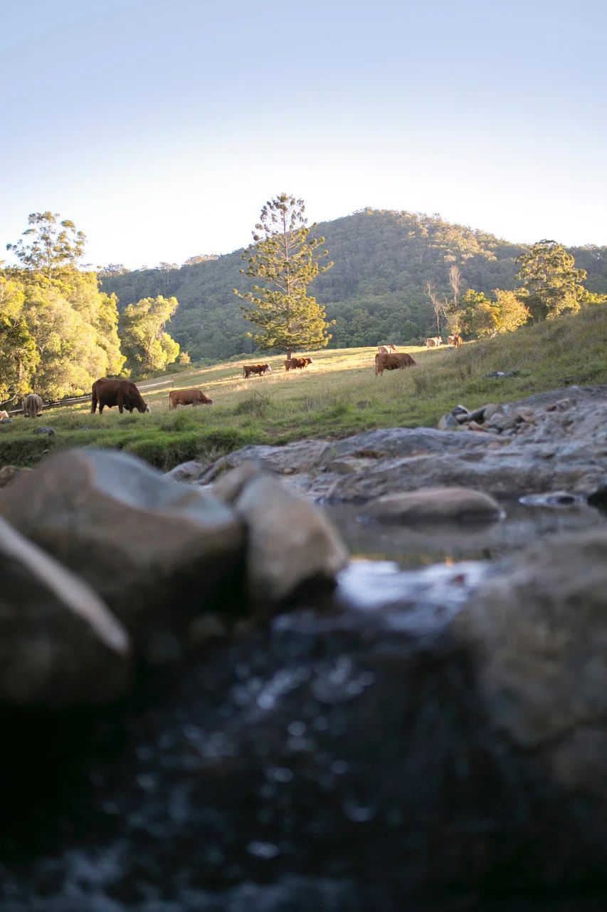 H26-CBC-creek.jpg