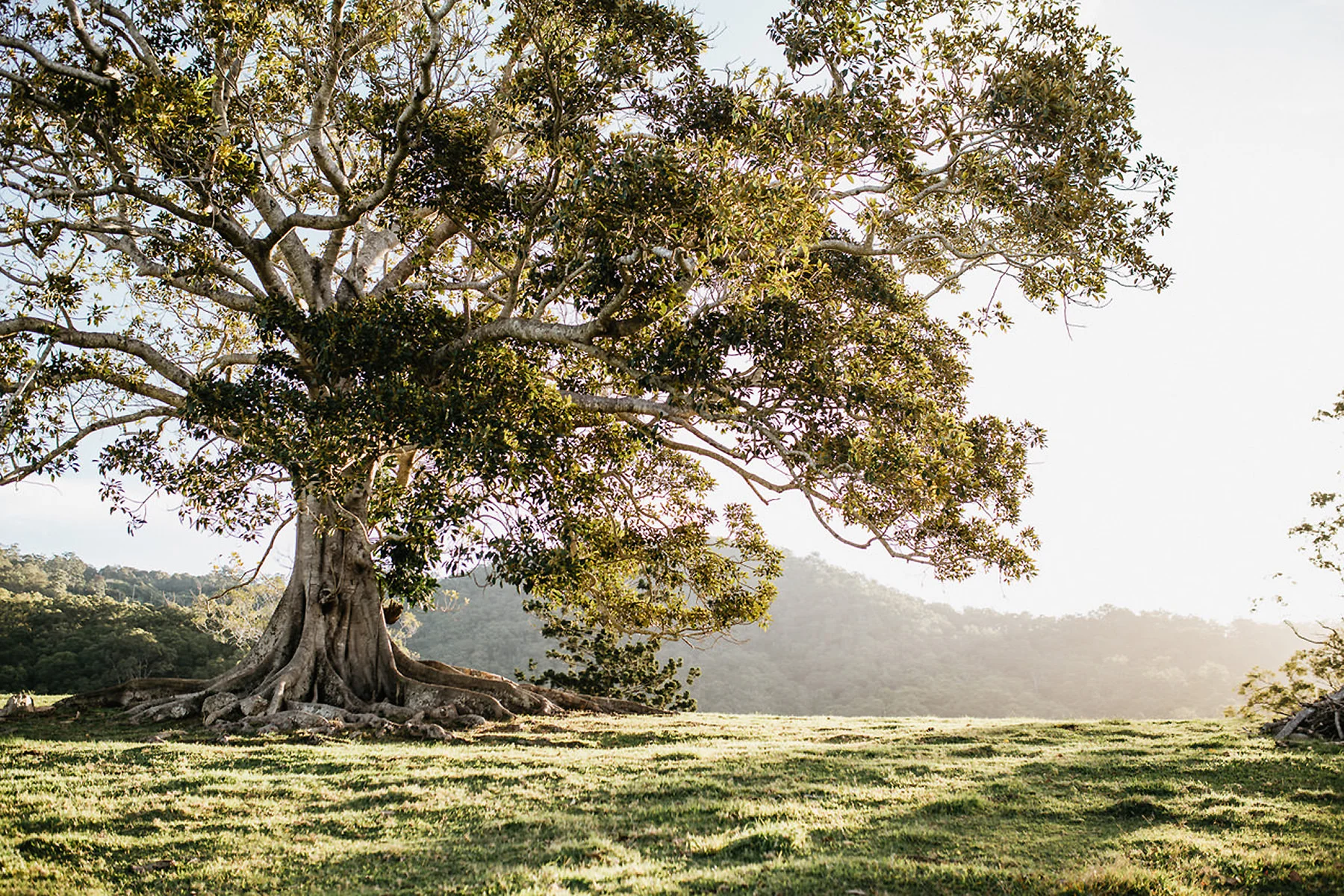 Back-Fig-at-Sunset-1.jpg