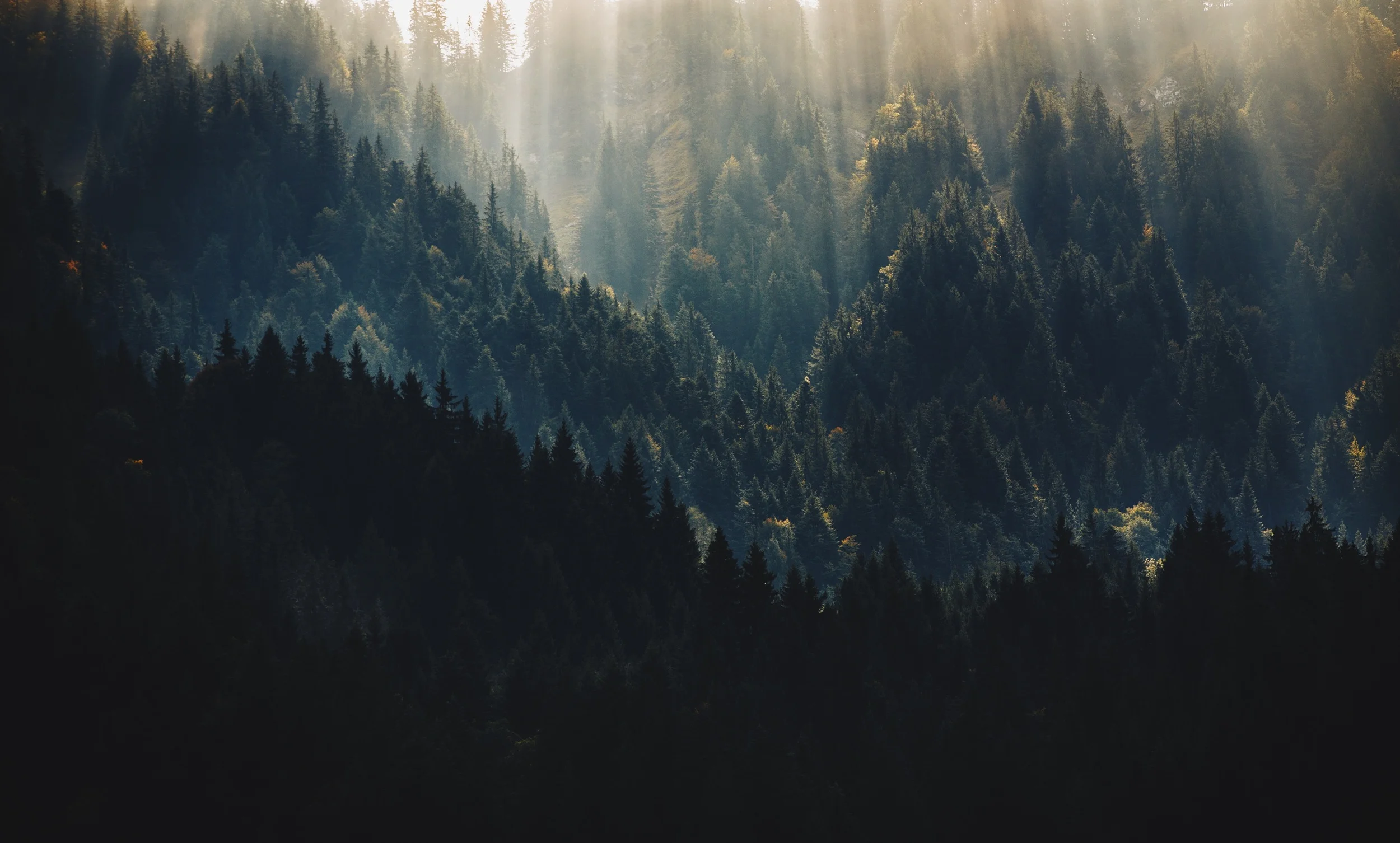 Trees.jpg