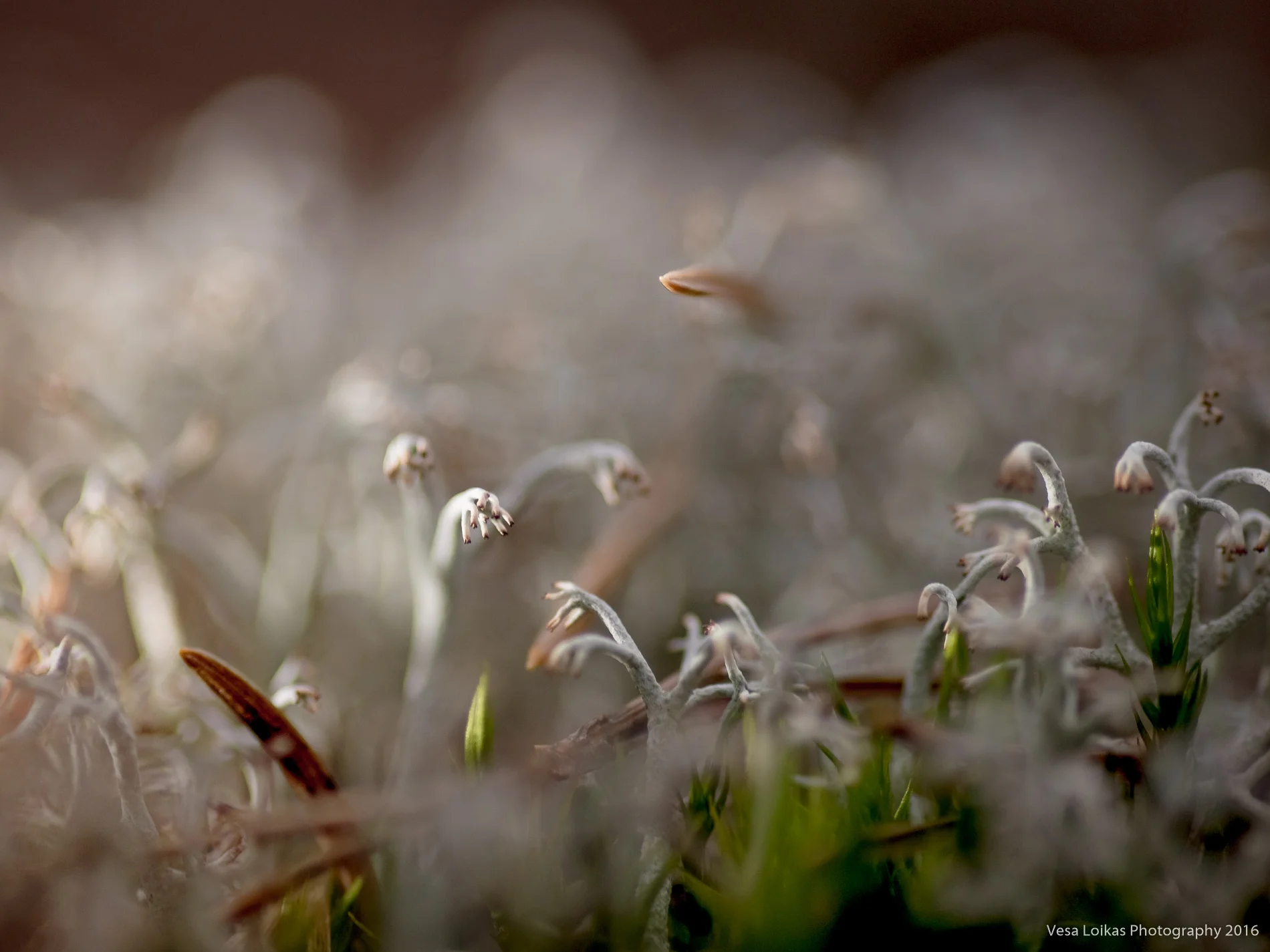 Moss Dancers of the Archipelago Sea | Nauvo, Finland | January 1st 2016