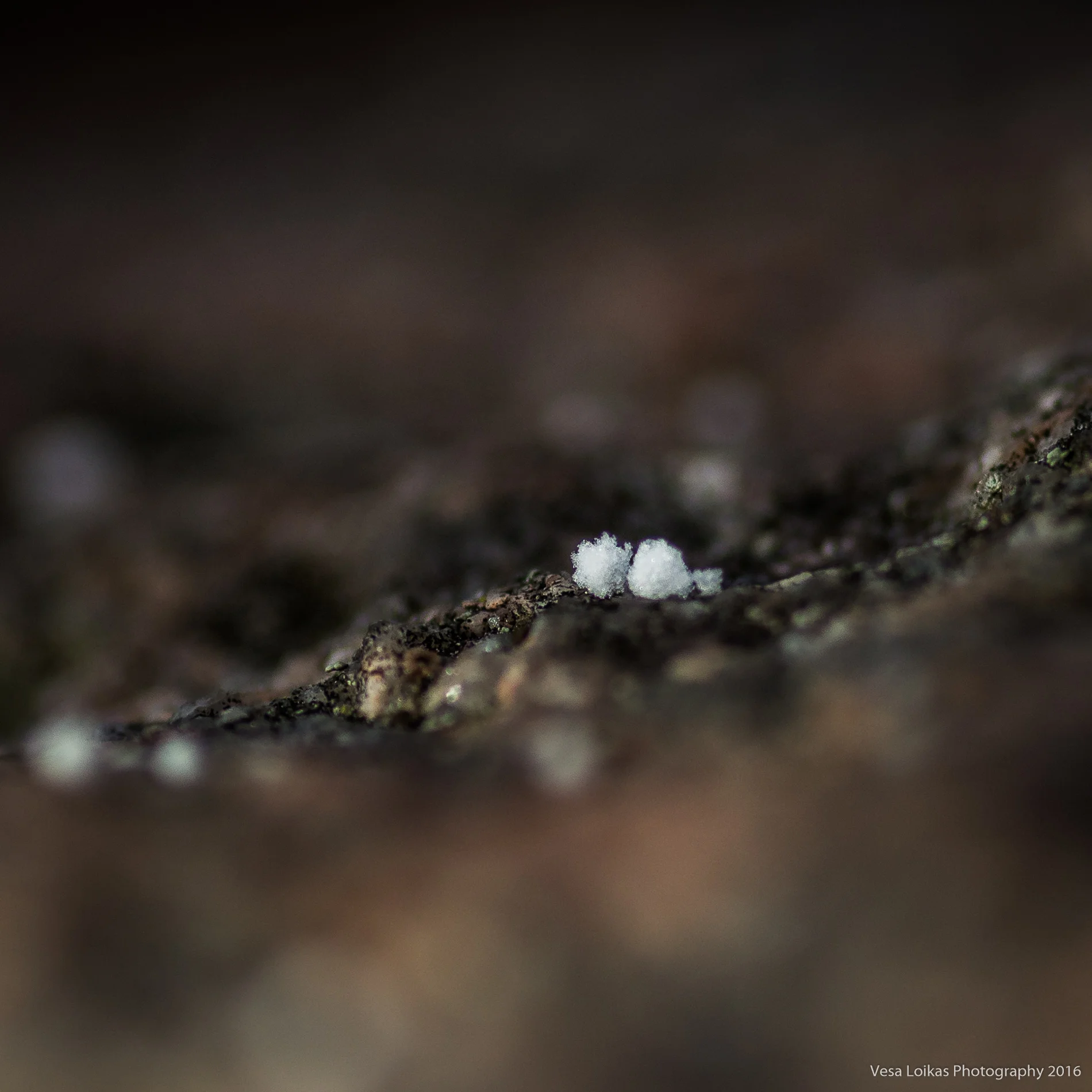 First Snow of the Year | Archipelago Sea, Nauvo, Finland | January 1st 2016