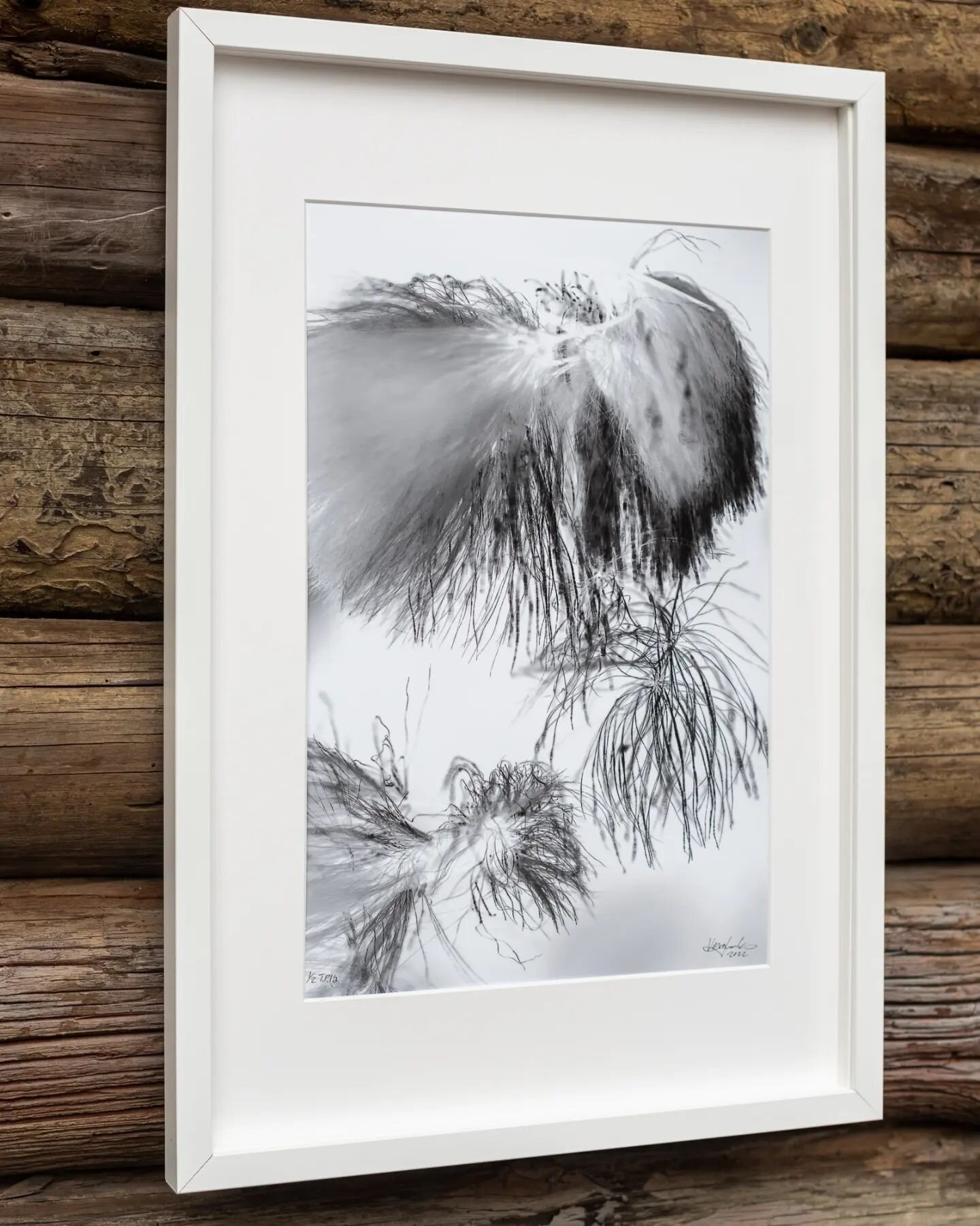 Clues

CLICK my bio - You can now follow artist

2022 | Photography | Black and white

Graphical photo of cotton grass in an archipelago swamp. The black and white photo is printed in inverted colors. This image is part of my Archipelago photo series