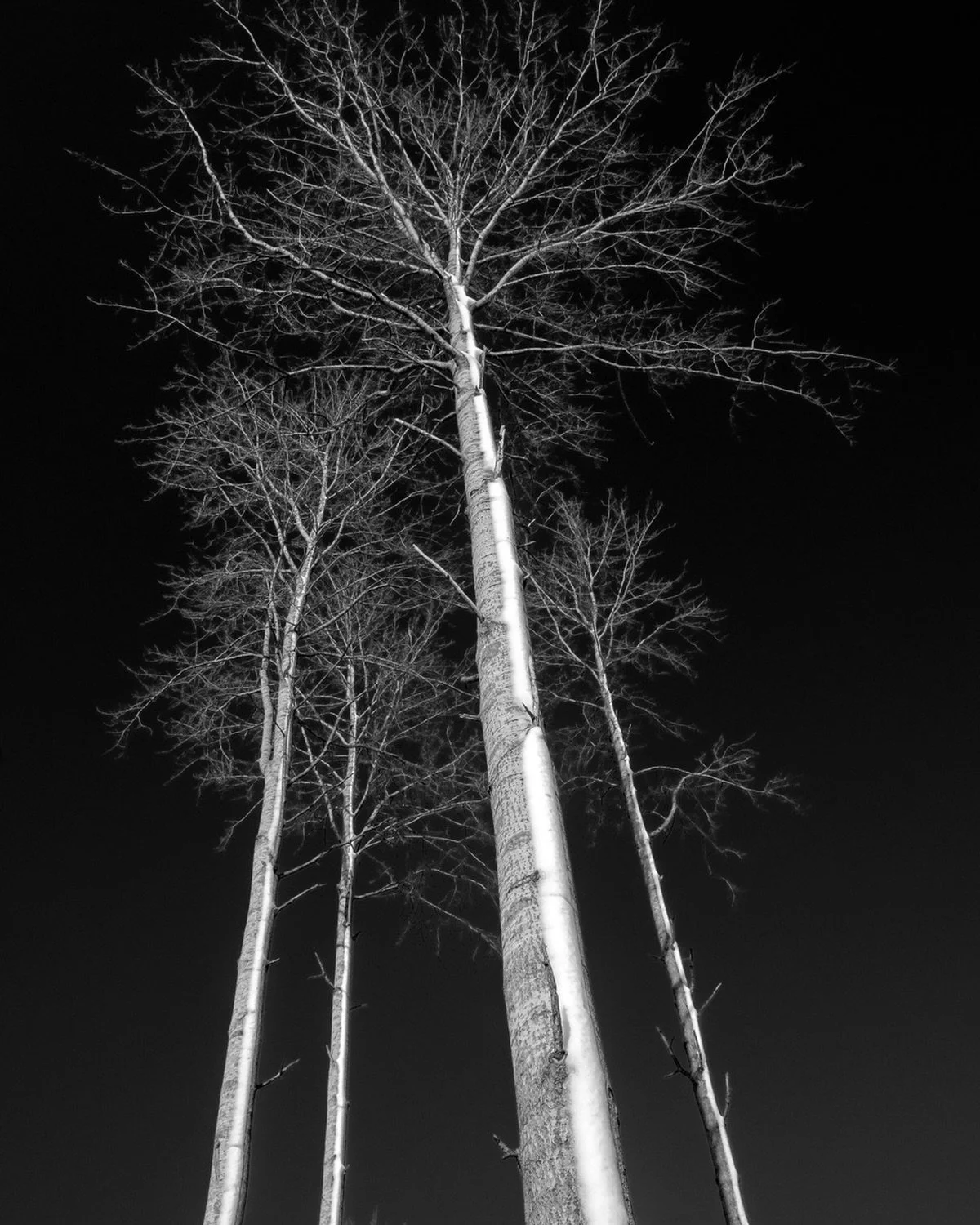 Aspens in winter, Nauvo archipelago