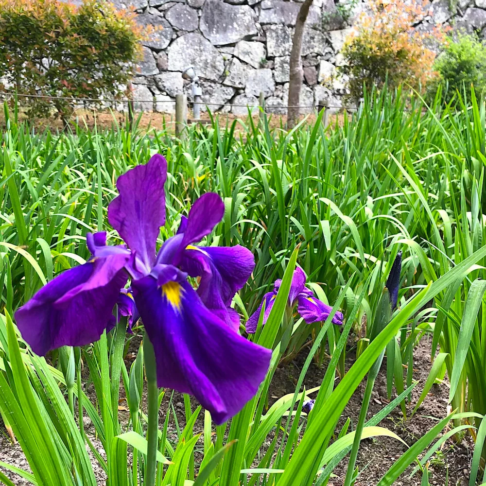 英語福岡 Speak Eikaiwa Salon