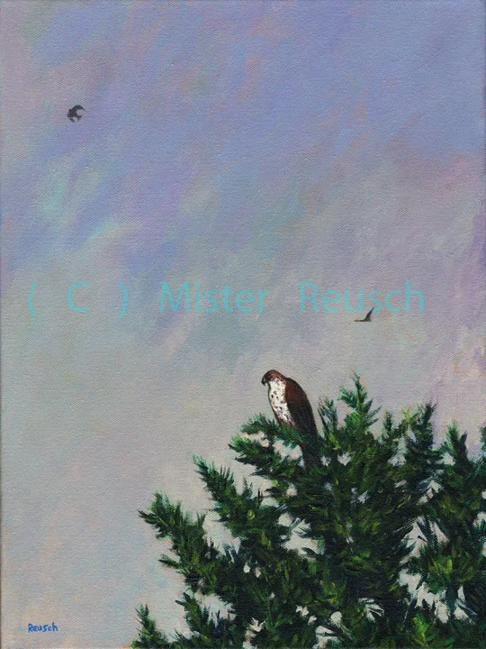 "Barn Swallows vs Red Tailed Hawk"