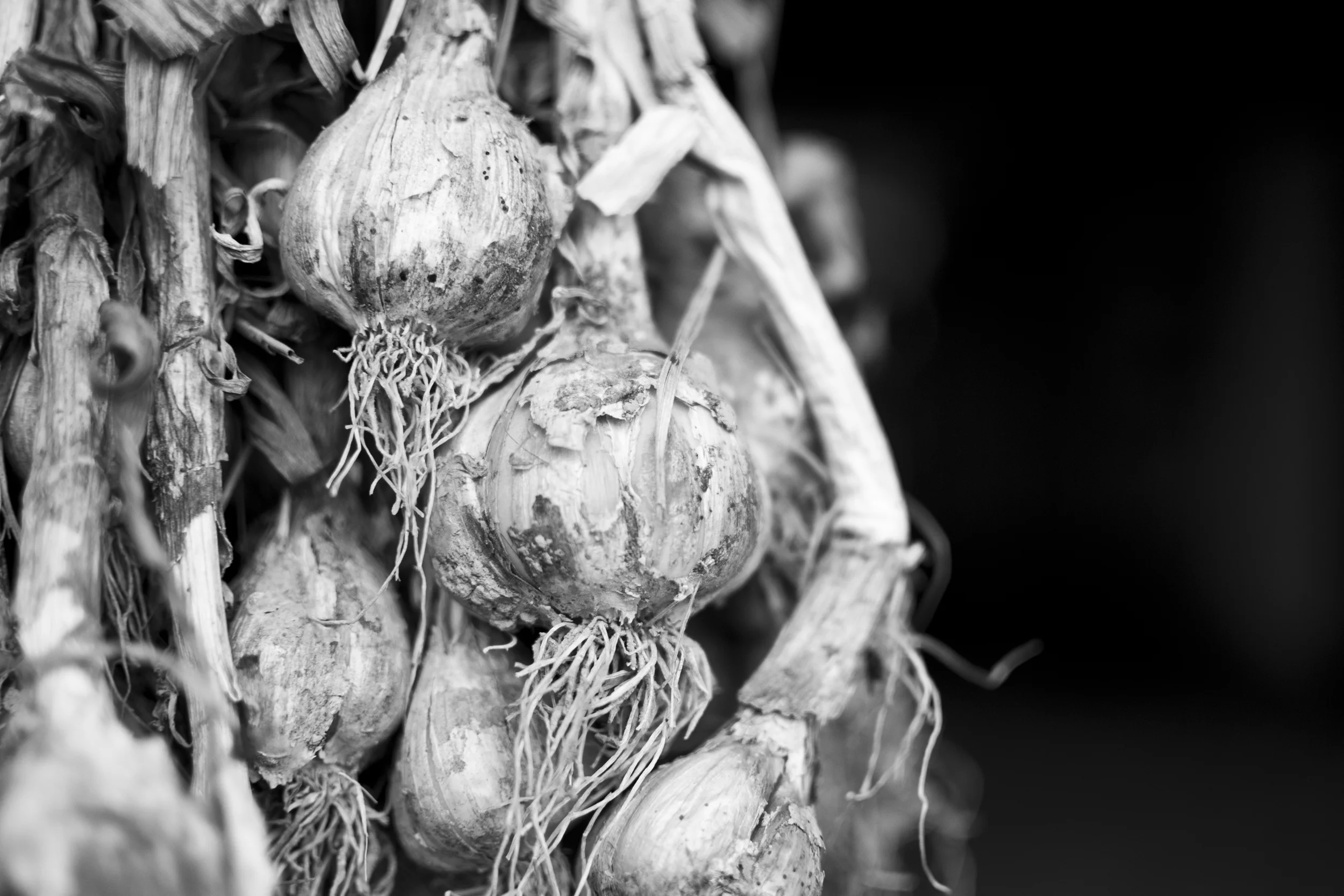 Garlic curing