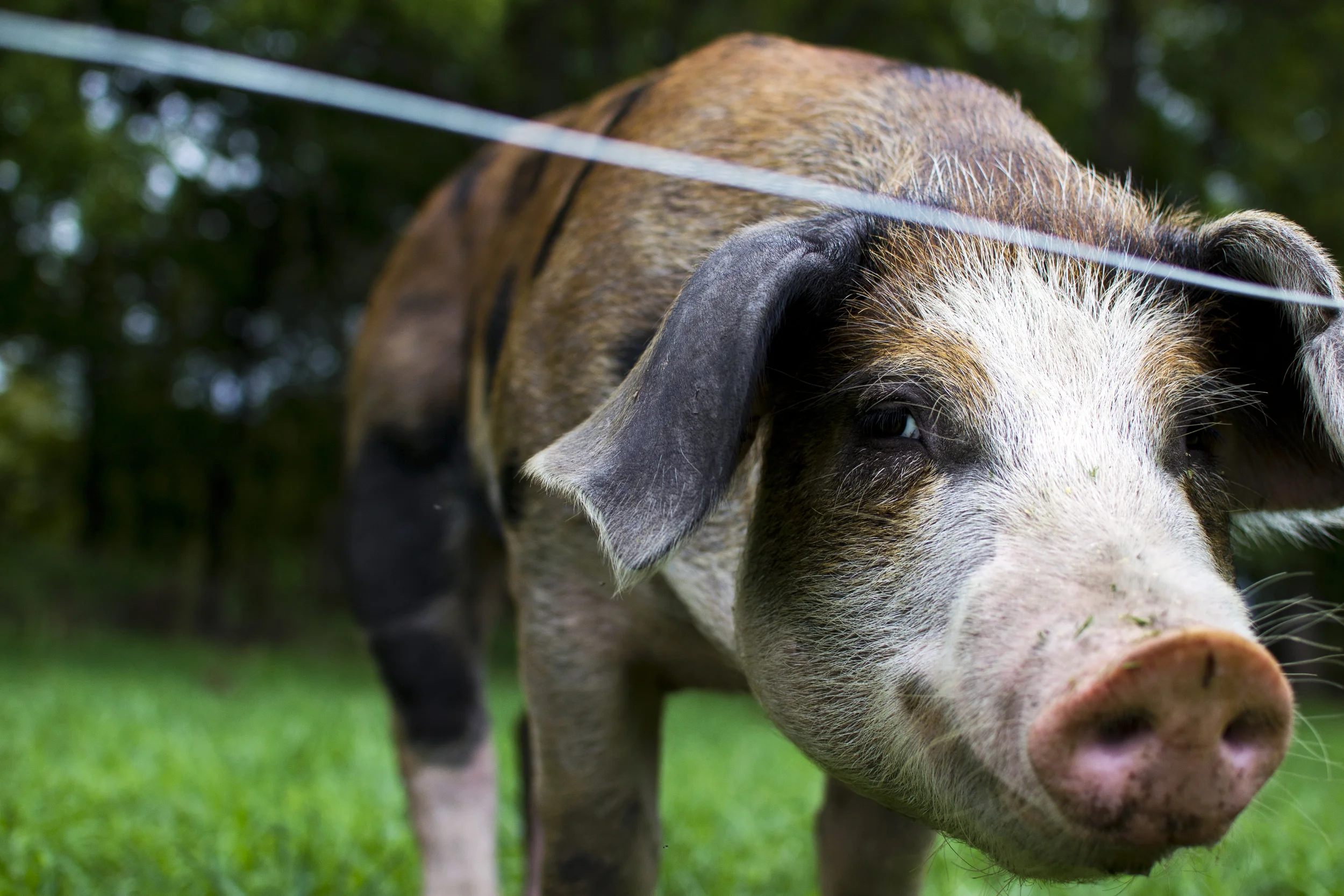 Berkshire Duroc enjoying the summer pasture