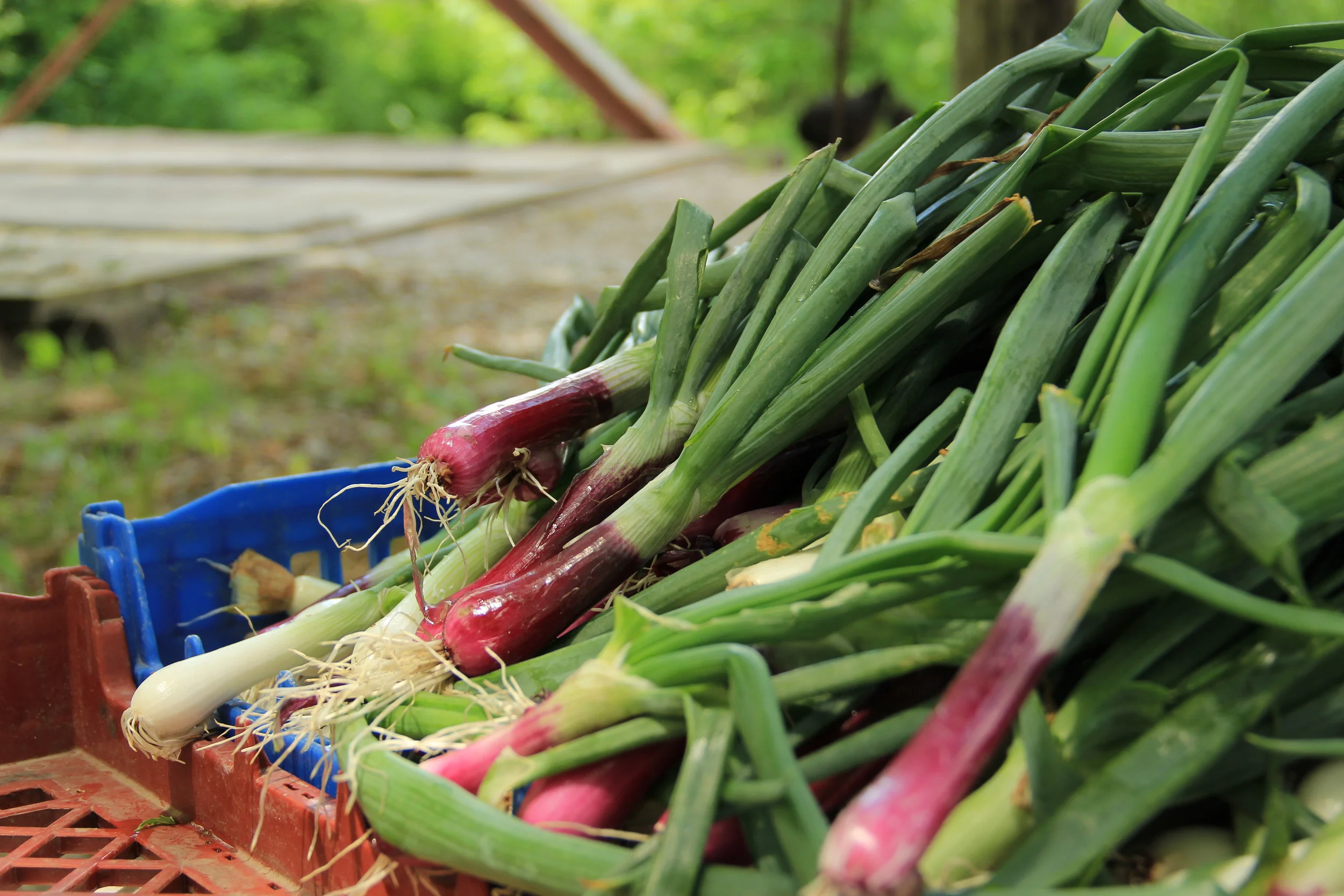Spring onions