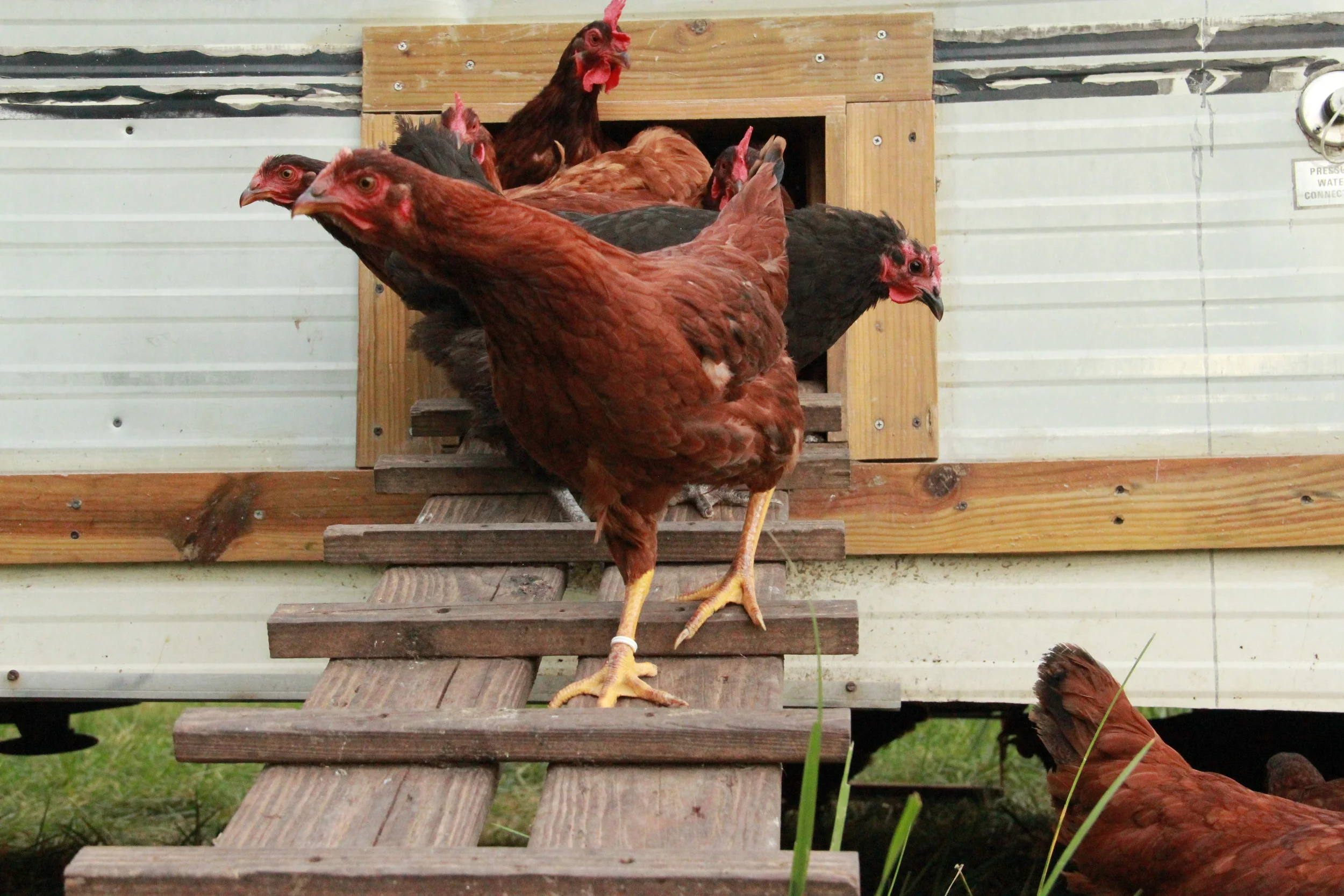 Morning parade from the Egg-Mobile
