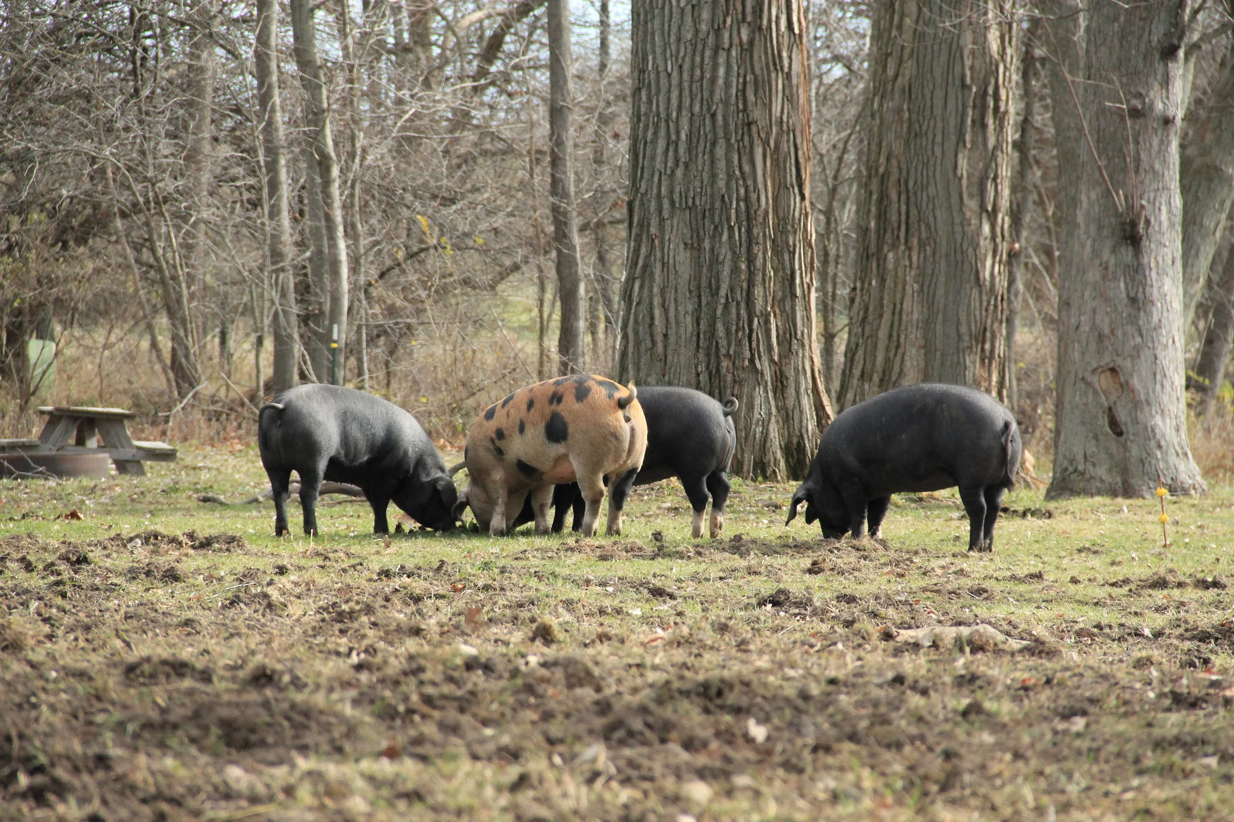 Pigs rooting around
