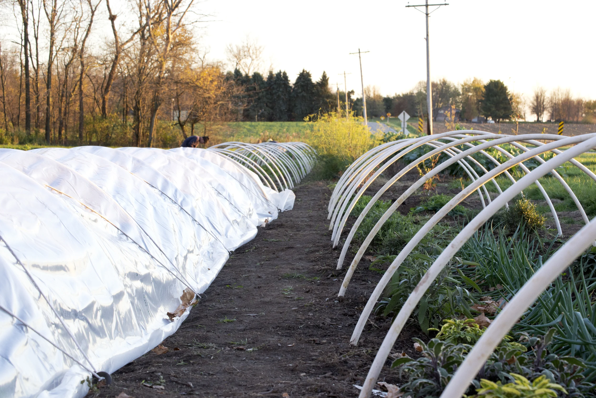 Polytunnels in progress
