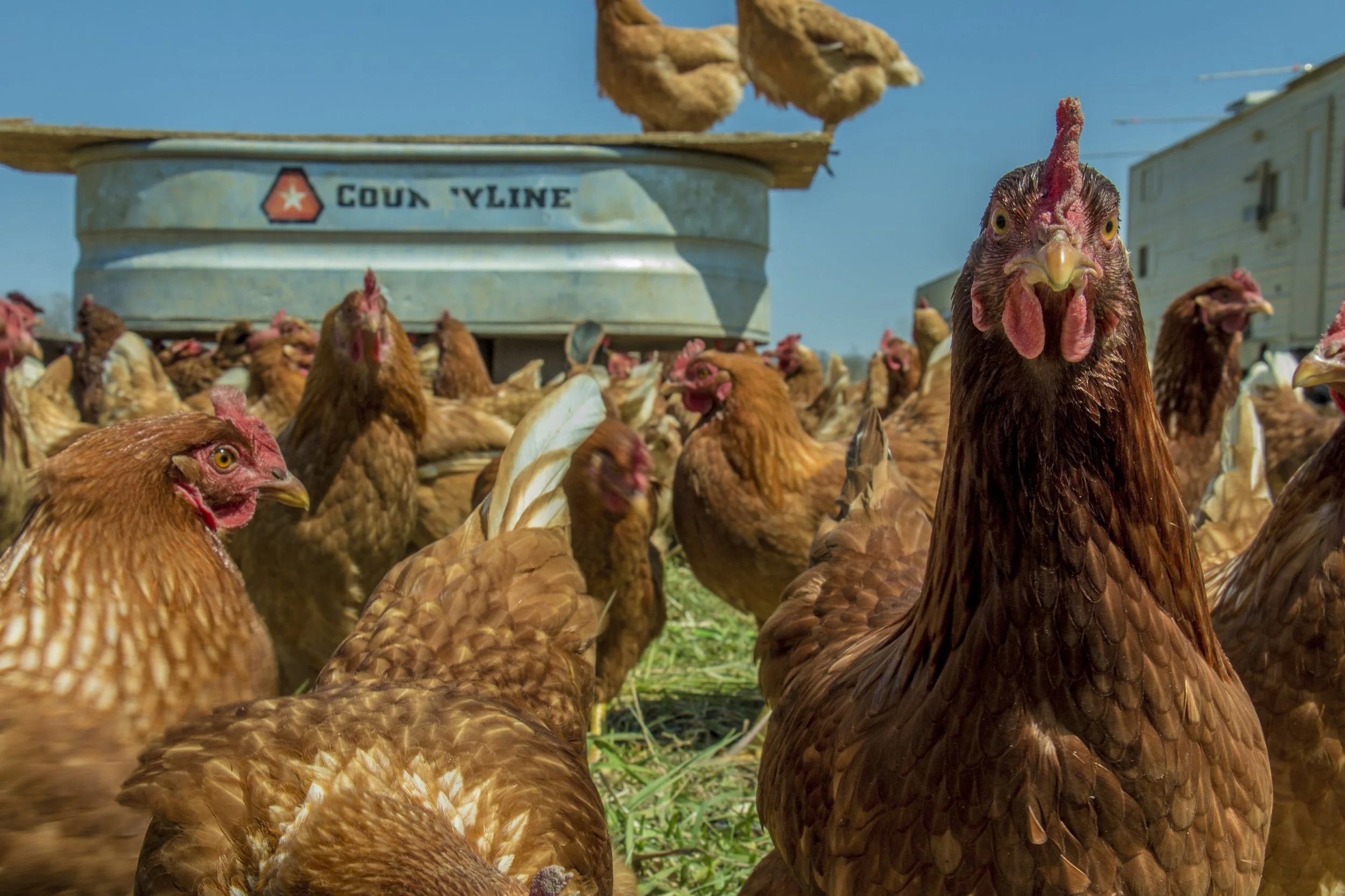 chickens_7 (1).jpg