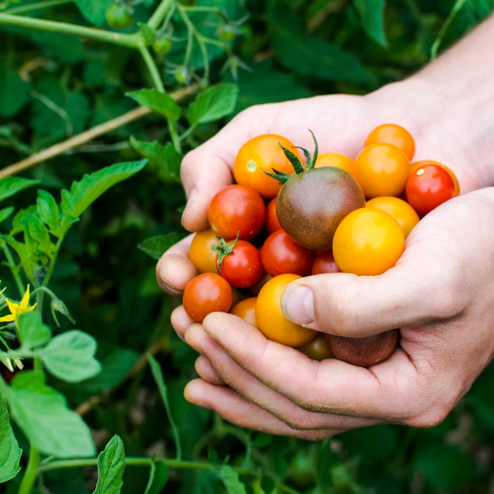 June 28, 2024 Farm Dinner Ticket