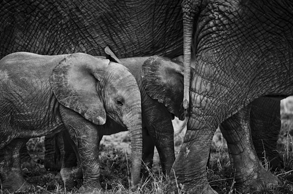 2014 Kenya-018613.jpg