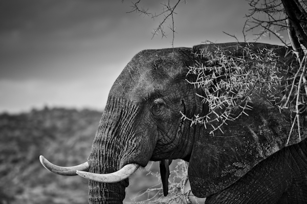 2014 Kenya-018641.jpg
