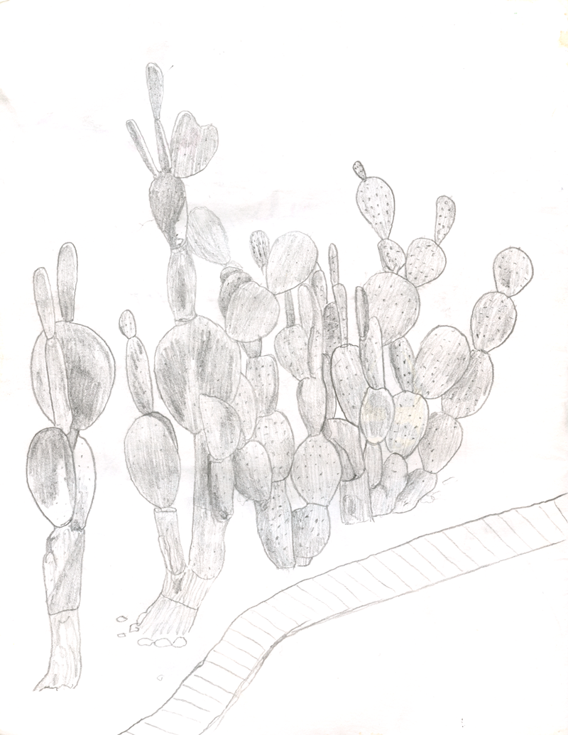 Cacti