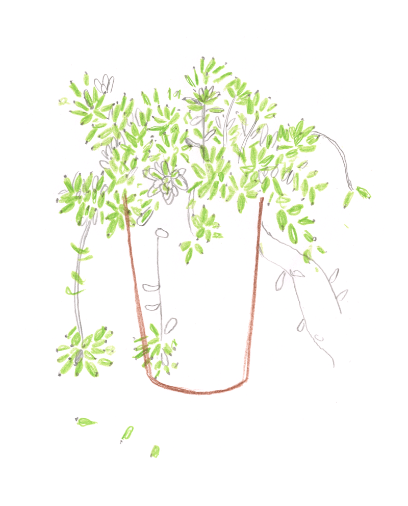 SLBI_plant.png